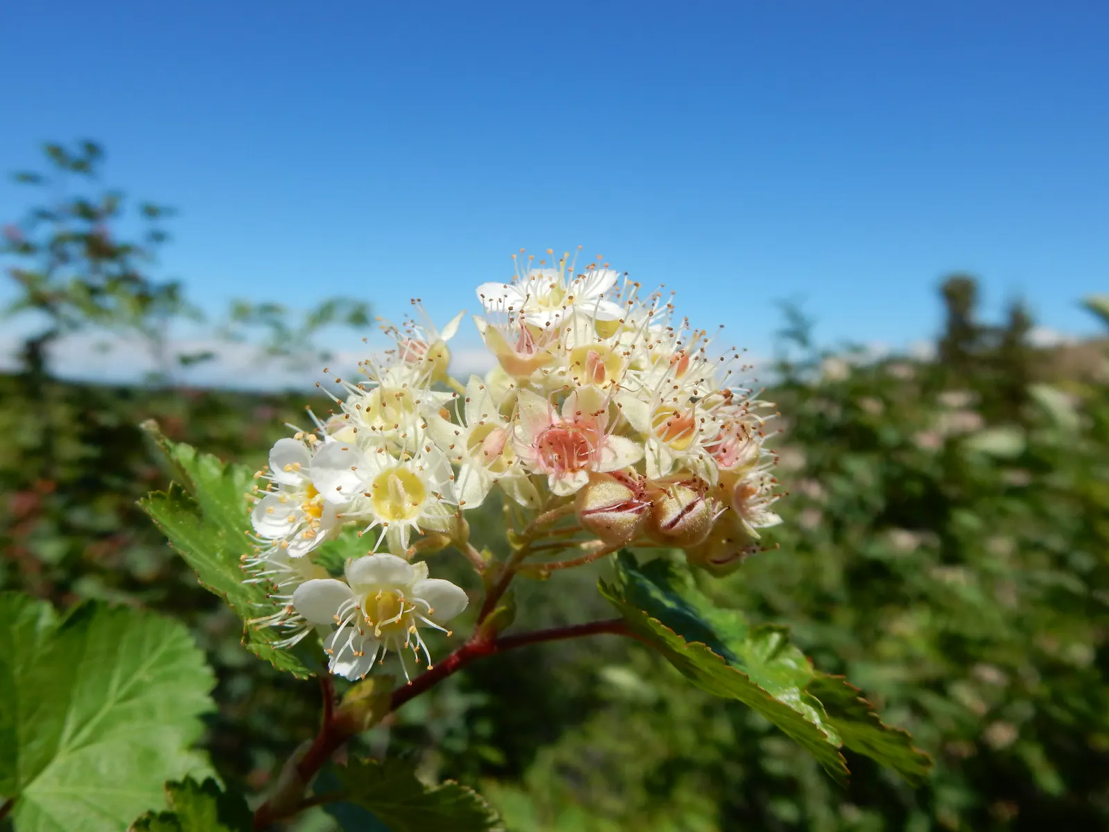 Ninebark (Physocarpus Capitatus) — shrub for full or half; given the Ninebark's ability to withstand drought and its non-invasive nature