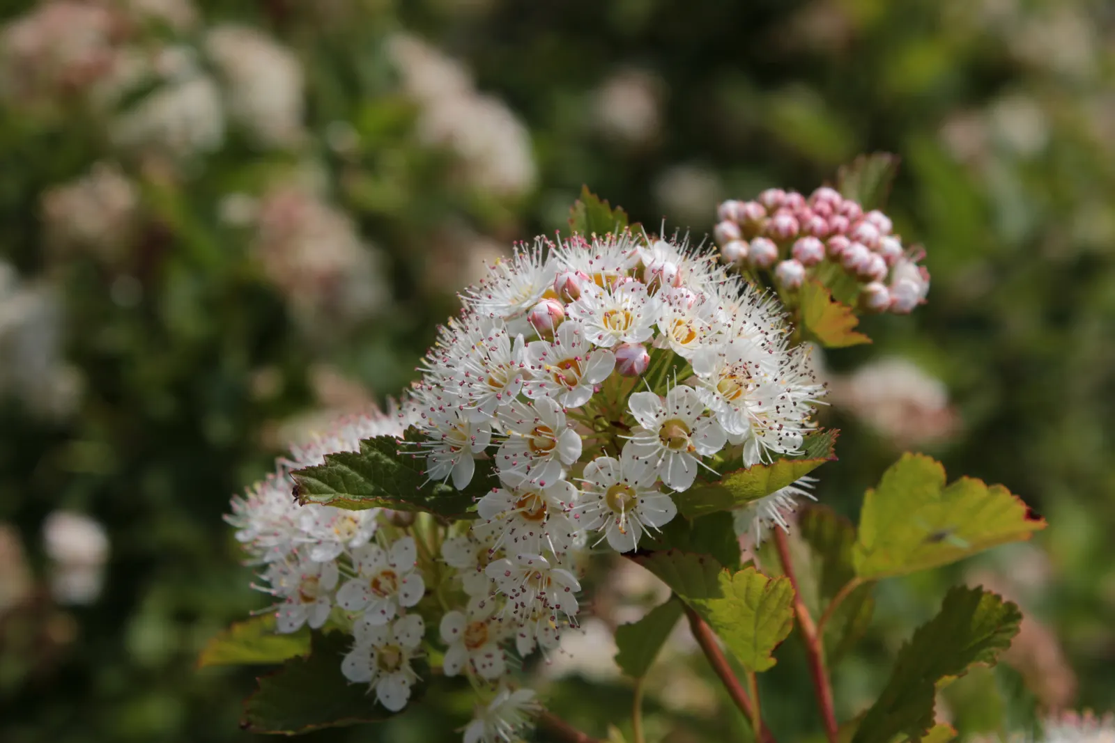 Ninebark (Physocarpus Capitatus) — the shrub produces reddish seed capsules that provide food for birds.<br><br>For optimal vigor; 1/4 inch in diameter) that