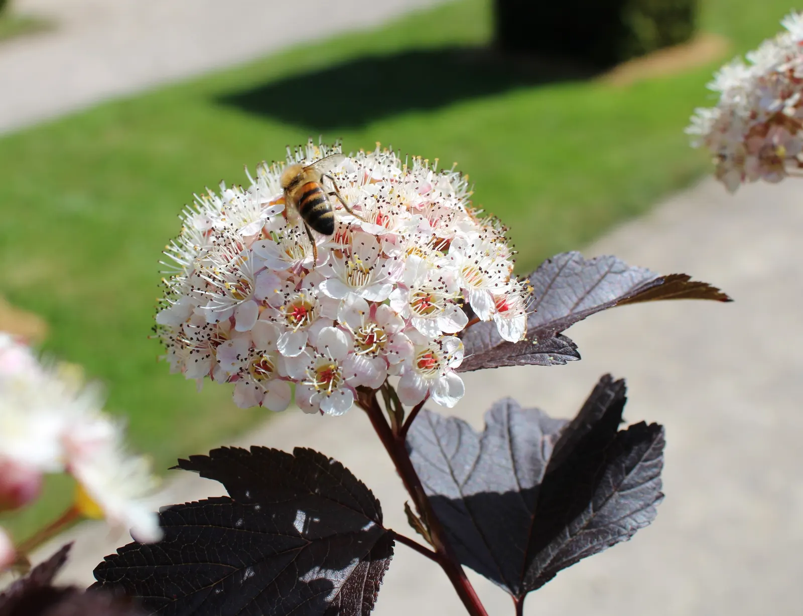 Ninebark (Physocarpus Capitatus) — peeling reddish-brown bark for winter texture; 1/4 inch in diameter) that are a beacon for pollinators