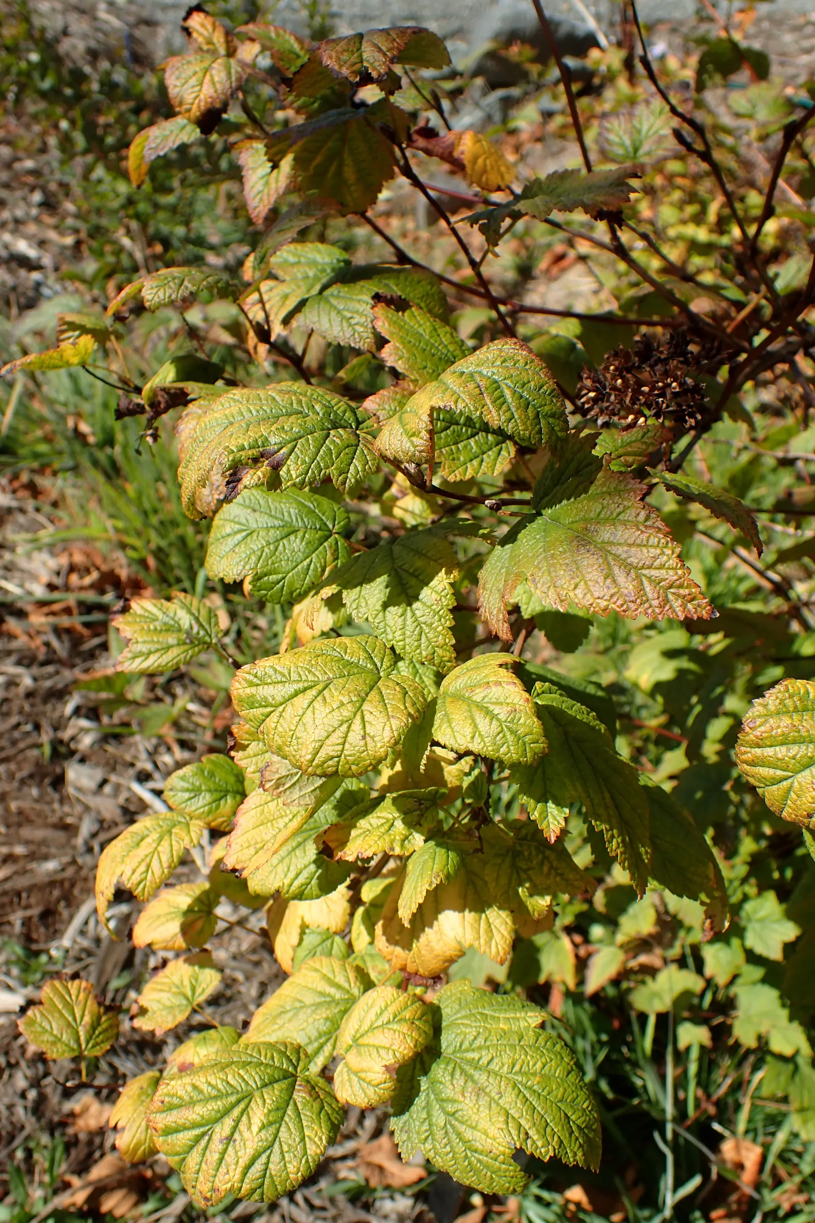 Ninebark (Physocarpus Capitatus) — Ninebark (Physocarpus capitatus) is a deciduous shrub thriving up to 8 feet tall with a similar spread