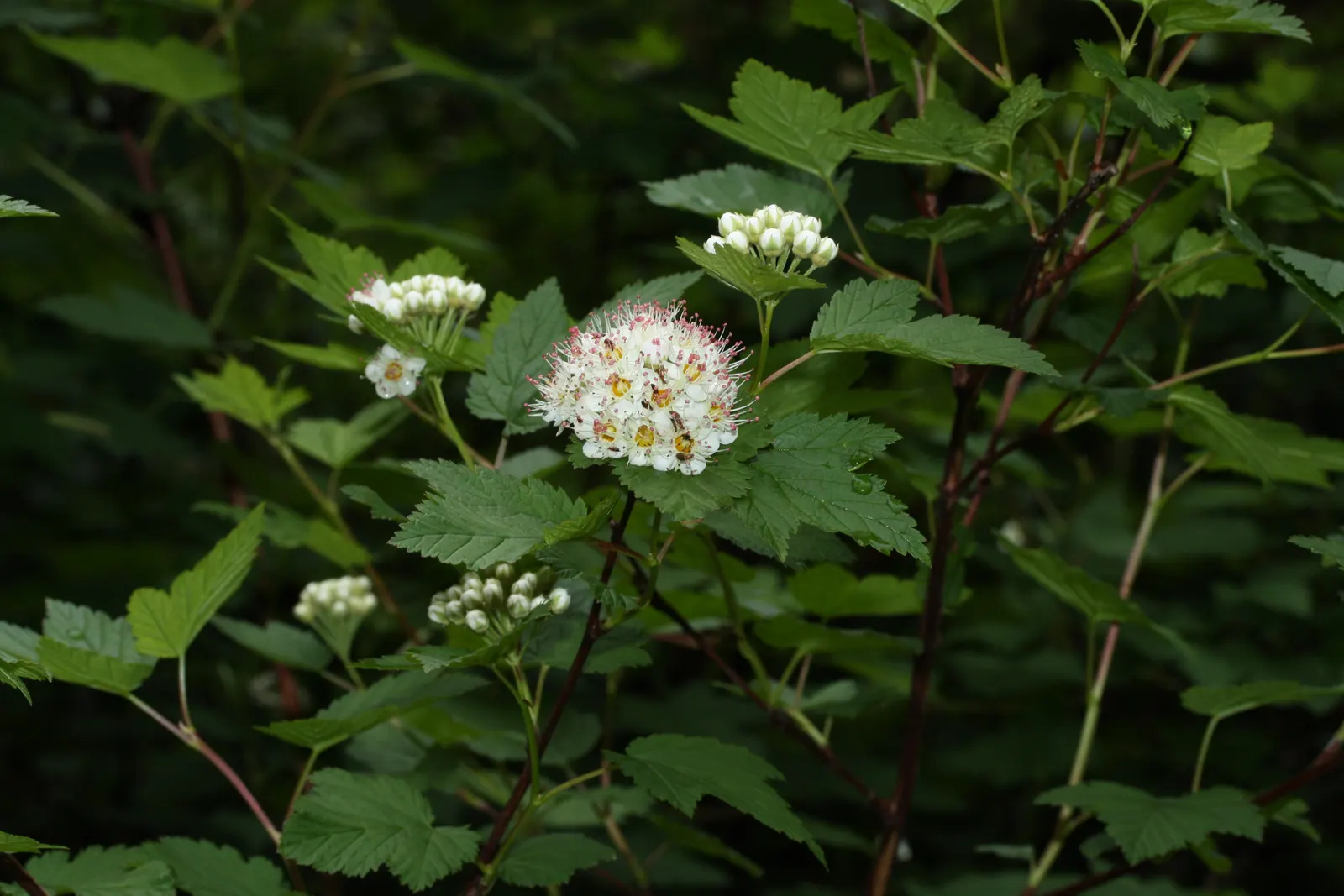 Ninebark (Physocarpus Capitatus) — peeling reddish-brown bark for winter texture; 1/4 inch in diameter) that are a beacon for pollinators, image 59