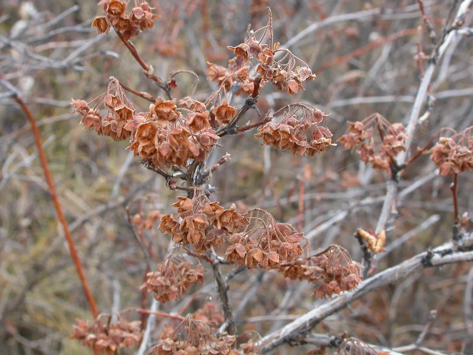 Ninebark (Physocarpus Capitatus) — Ninebark should be planted in full sun to partial shade and is tolerant of a variety of soil types