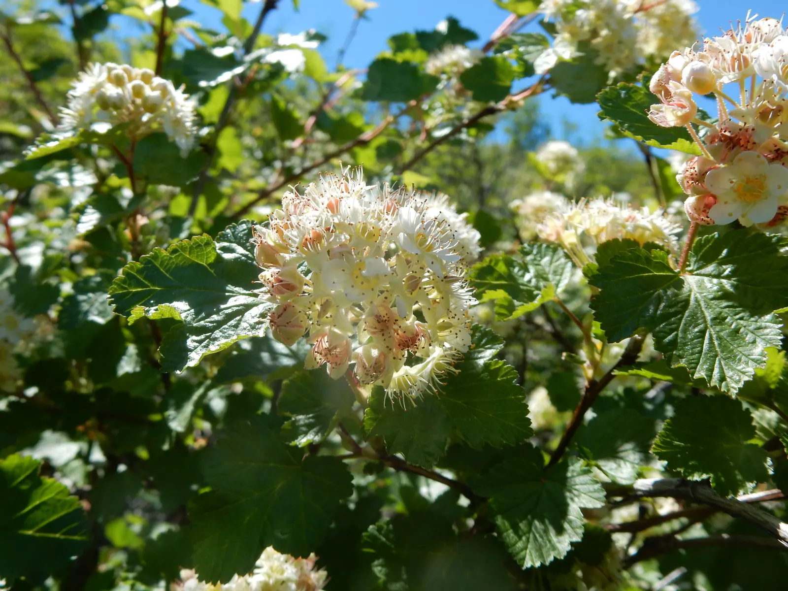Ninebark (Physocarpus Capitatus) — Durable and low-maintenance, ninebark is perfect for adding structure to borders or naturescaping projects