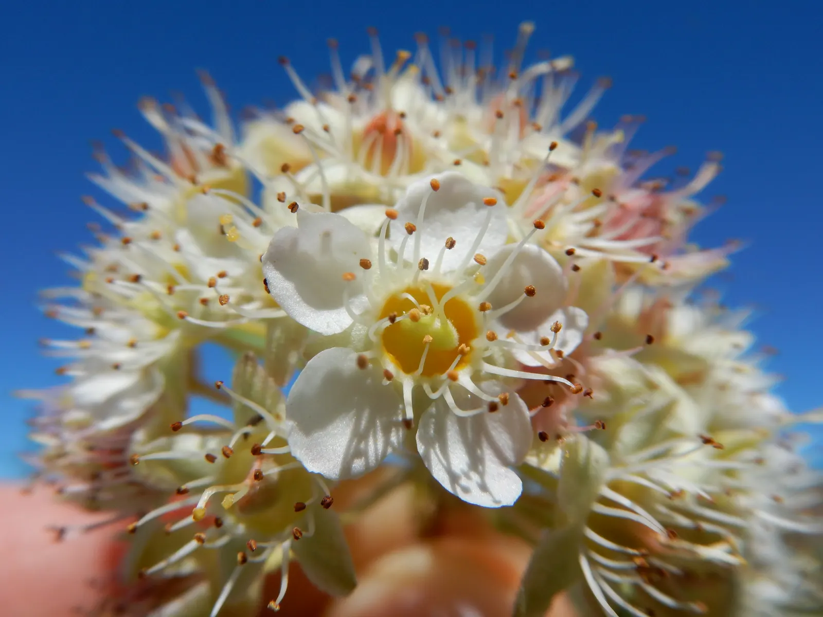 Ninebark (Physocarpus Capitatus) — Pruning can be done to shape the shrub or encourage denser growth, preferably in late winter or early spring; given the