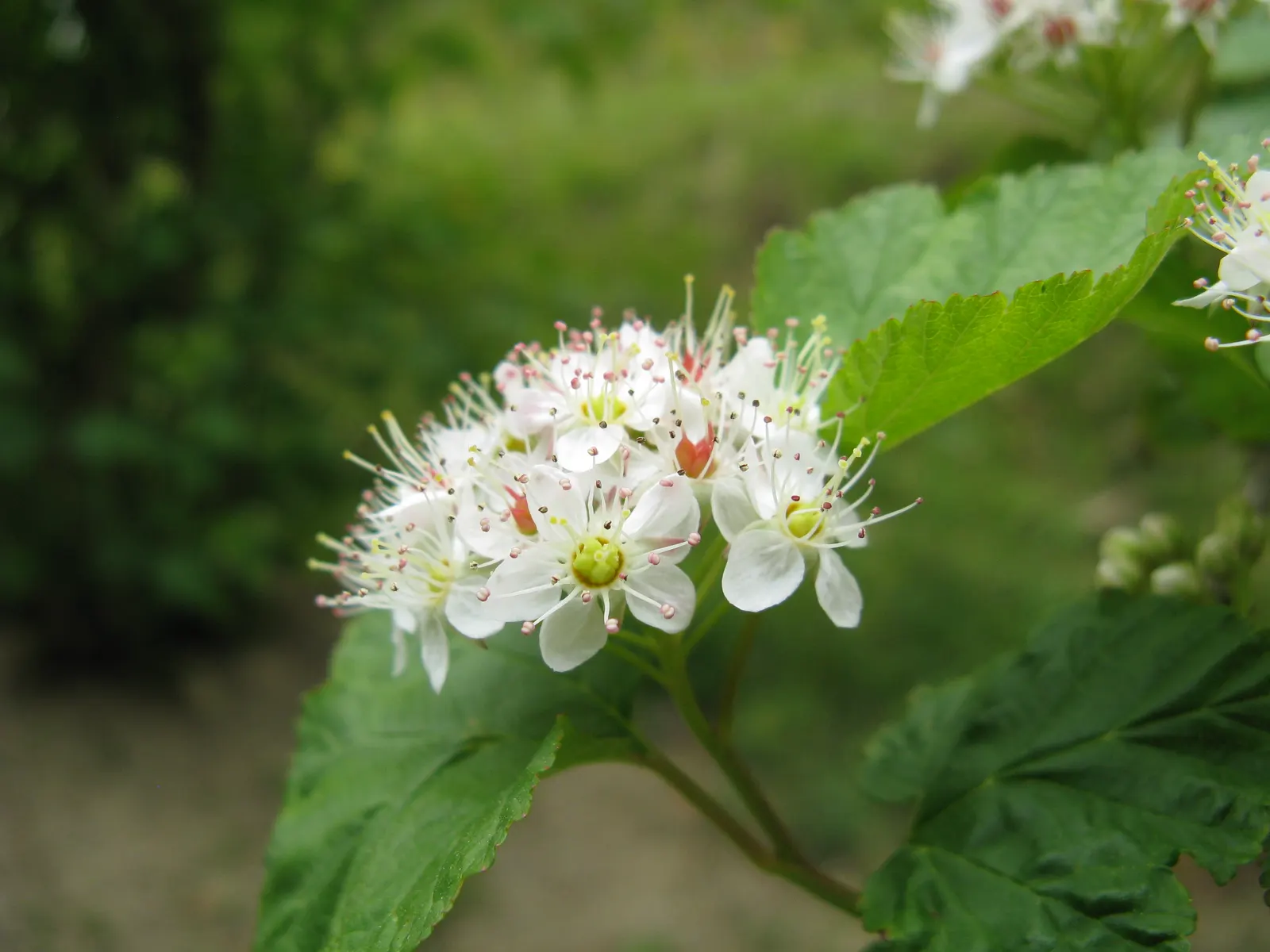 Ninebark (Physocarpus Capitatus) — peeling reddish-brown bark for winter texture