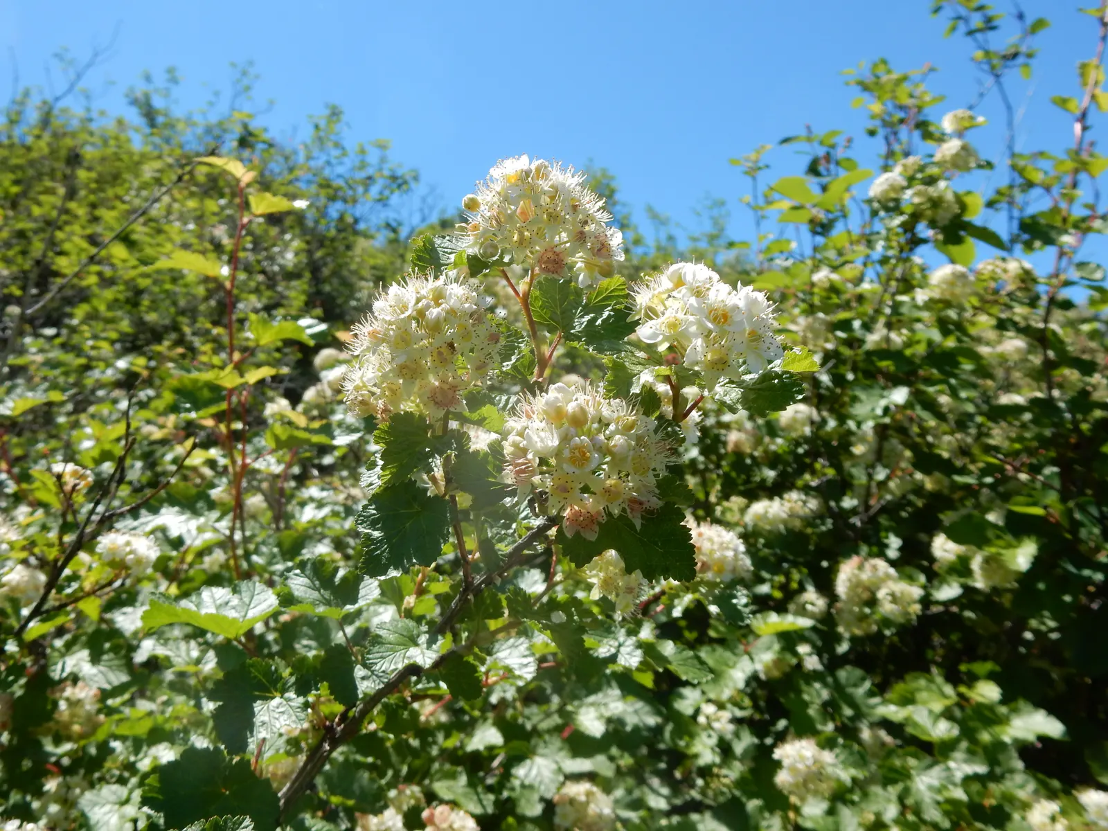 Ninebark (Physocarpus Capitatus) — Durable and low-maintenance, ninebark is perfect for adding structure to borders or naturescaping projects; and, image 61