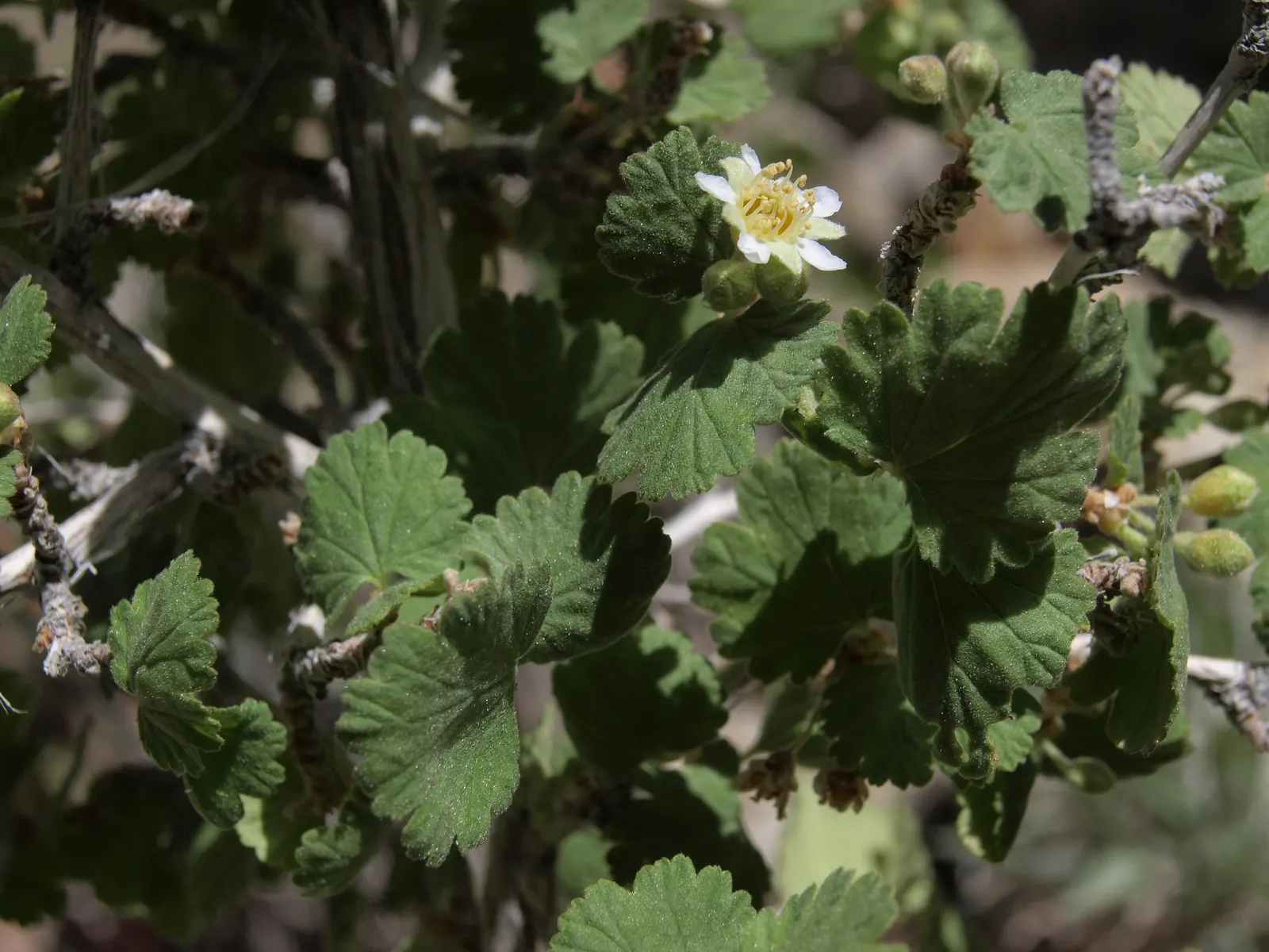 Ninebark (Physocarpus Capitatus) — Pruning can be done to shape the shrub or encourage denser growth, preferably in late winter or early spring