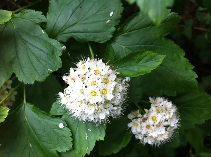 Ninebark (Physocarpus Capitatus) — From late spring to early summer; 1/4 inch in diameter) that are a beacon for pollinators