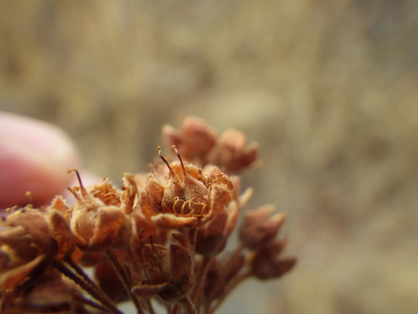 Ninebark (Physocarpus Capitatus) — as long as they are well-drained