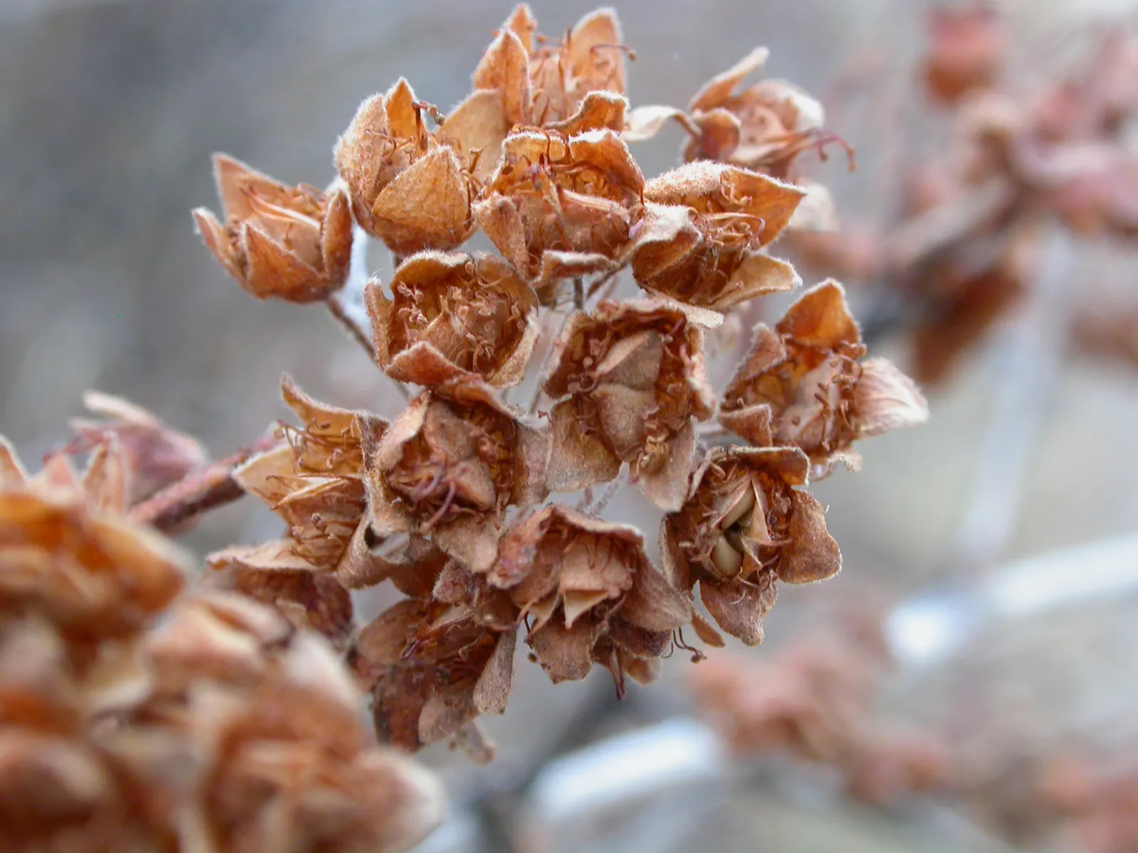 Ninebark (Physocarpus Capitatus) — shrub with pink and white blooms