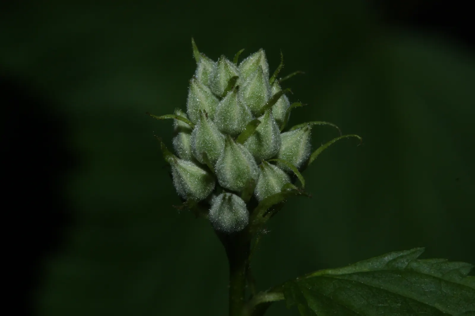 Ninebark (Physocarpus Capitatus) — requiring minimal maintenance