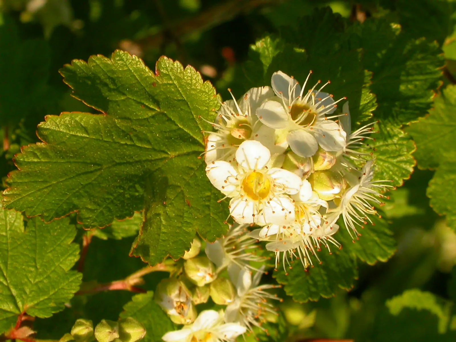 Ninebark (Physocarpus Capitatus) — Ninebark flowers profusely; given the Ninebark's ability to withstand drought and its non-invasive nature