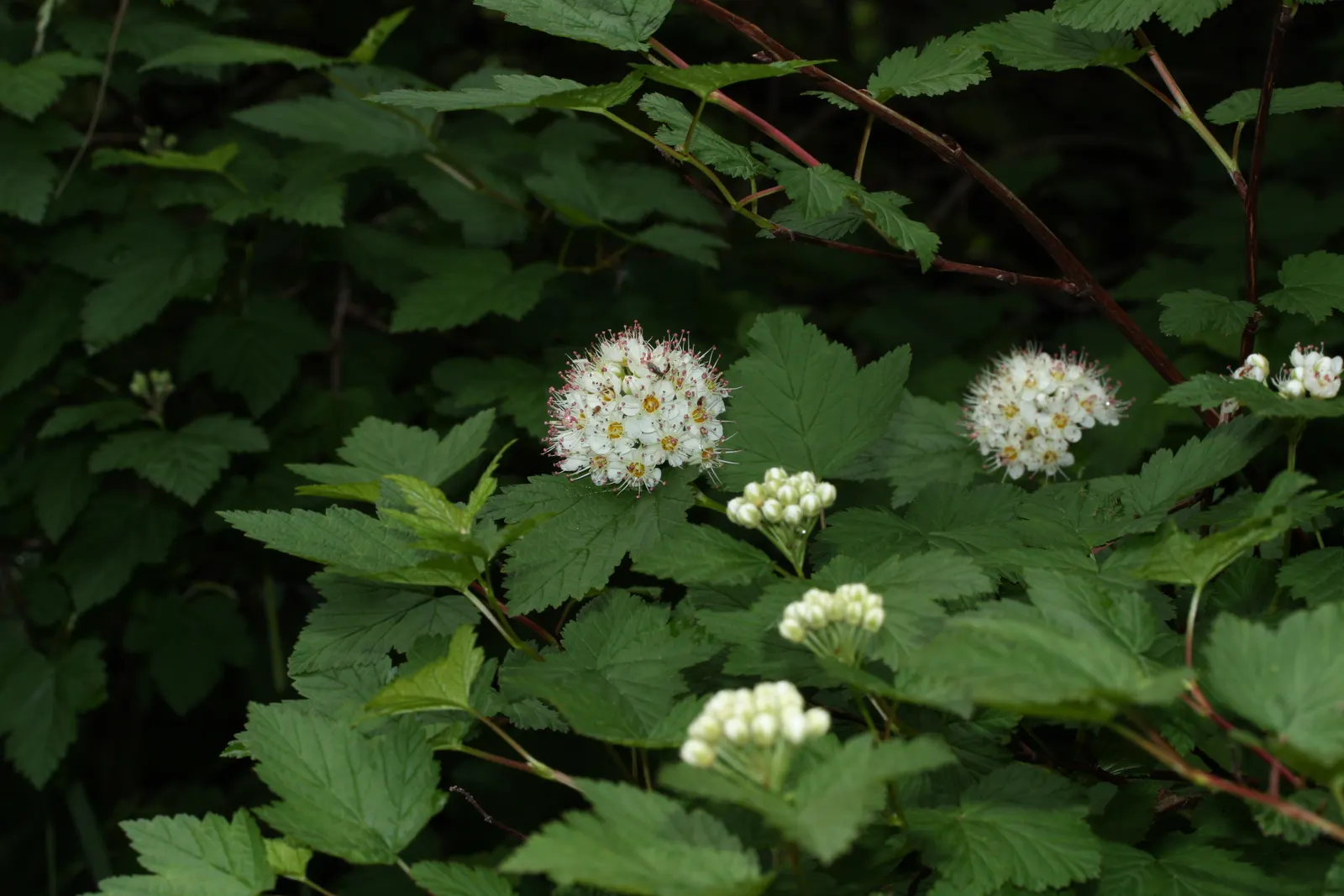 Ninebark (Physocarpus Capitatus) — The plant's arching branches display an exfoliating bark that peels away in strips to reveal a rich