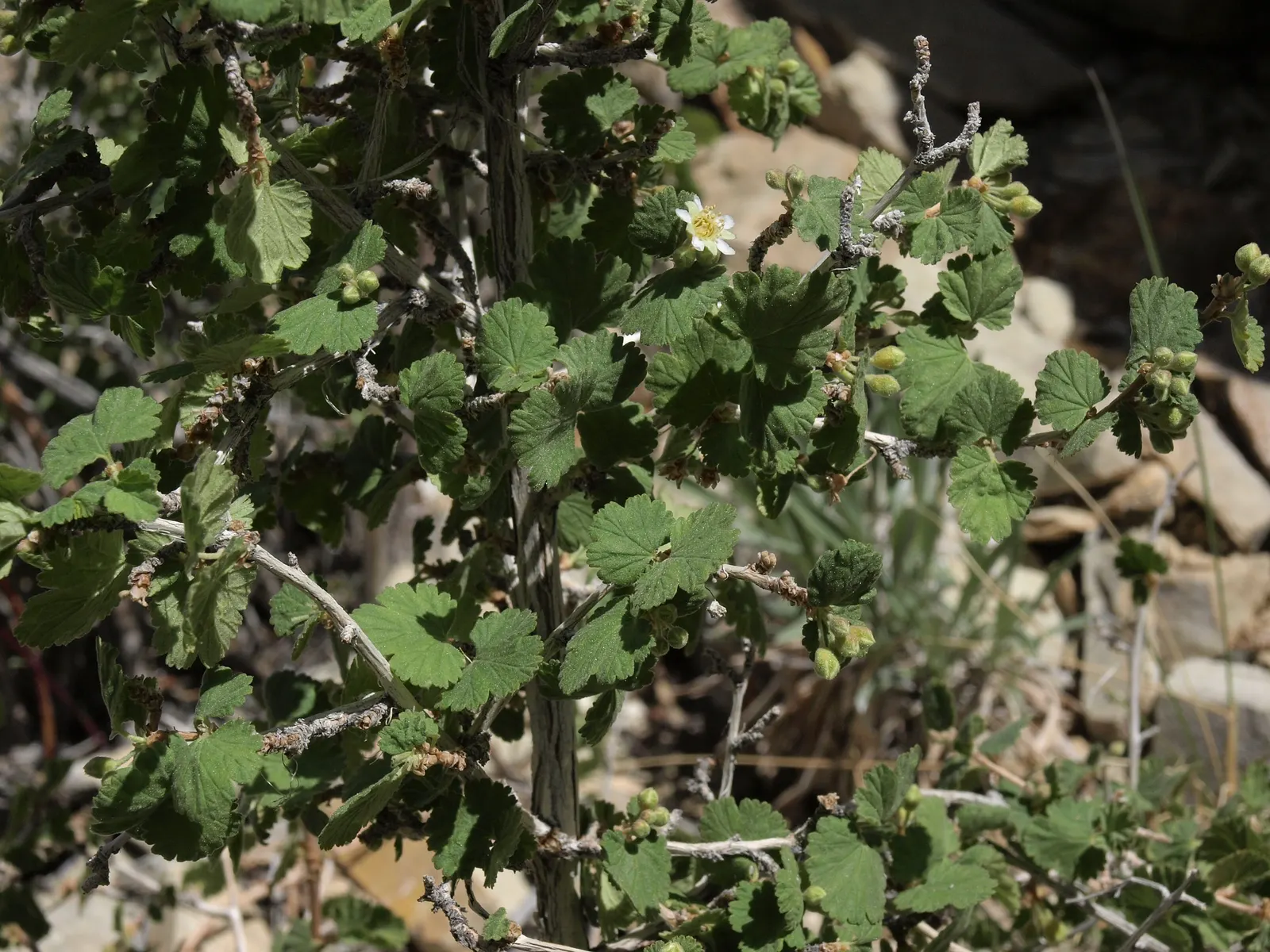 Ninebark (Physocarpus Capitatus) — Ninebark flowers profusely