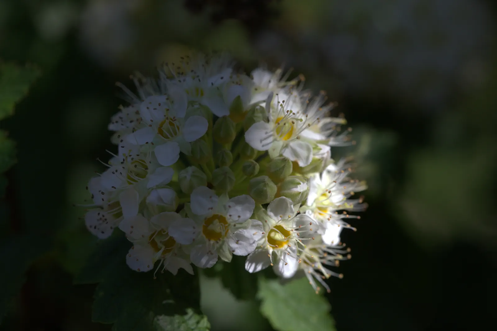 Ninebark (Physocarpus Capitatus) — though size can vary by cultivar; the plant's arching branches display an exfoliating bark that peels away in strips to