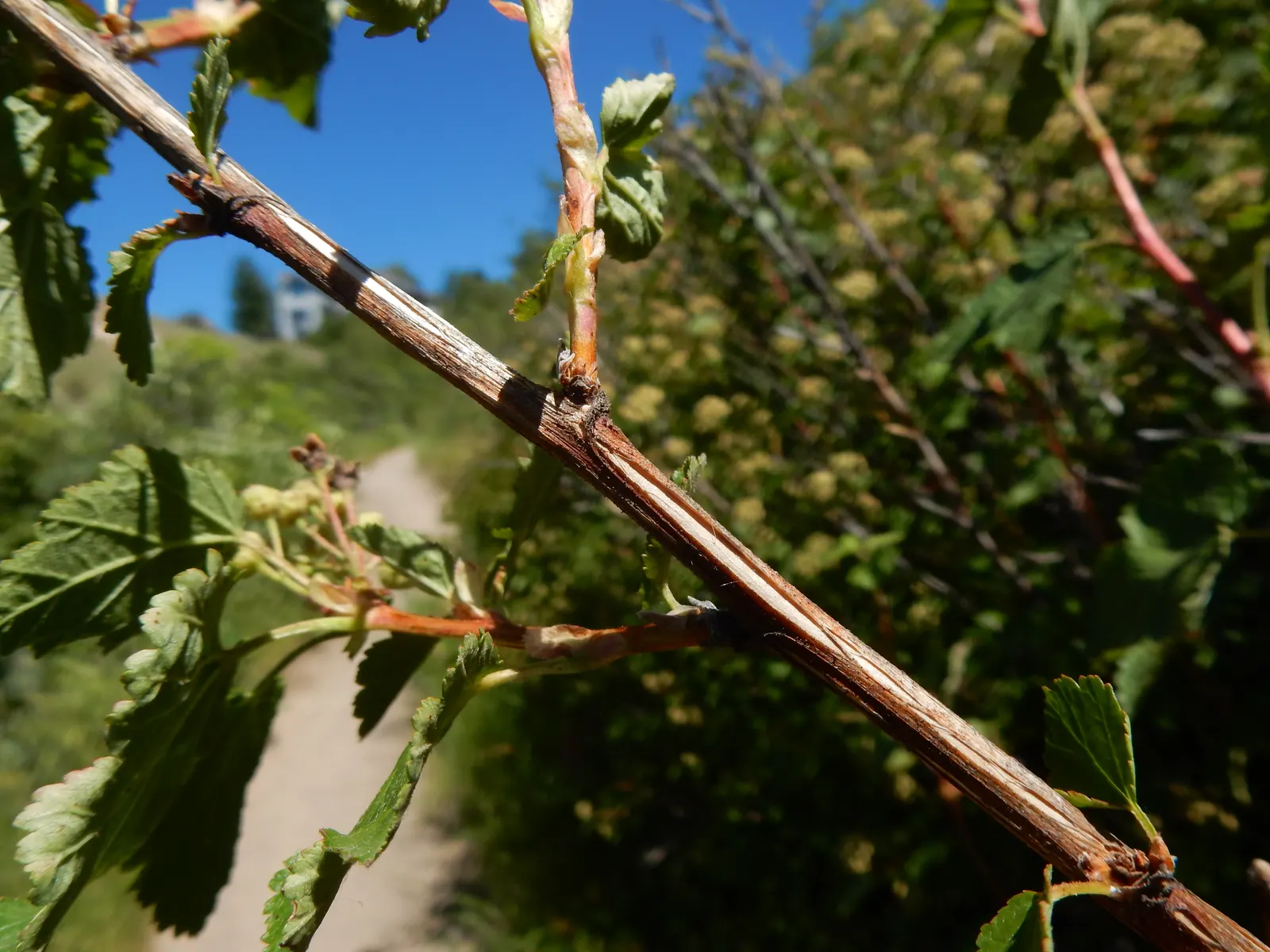 Ninebark (Physocarpus Capitatus) — 1/4 inch in diameter) that are a beacon for pollinators; the plant's arching branches display an exfoliating bark that peels