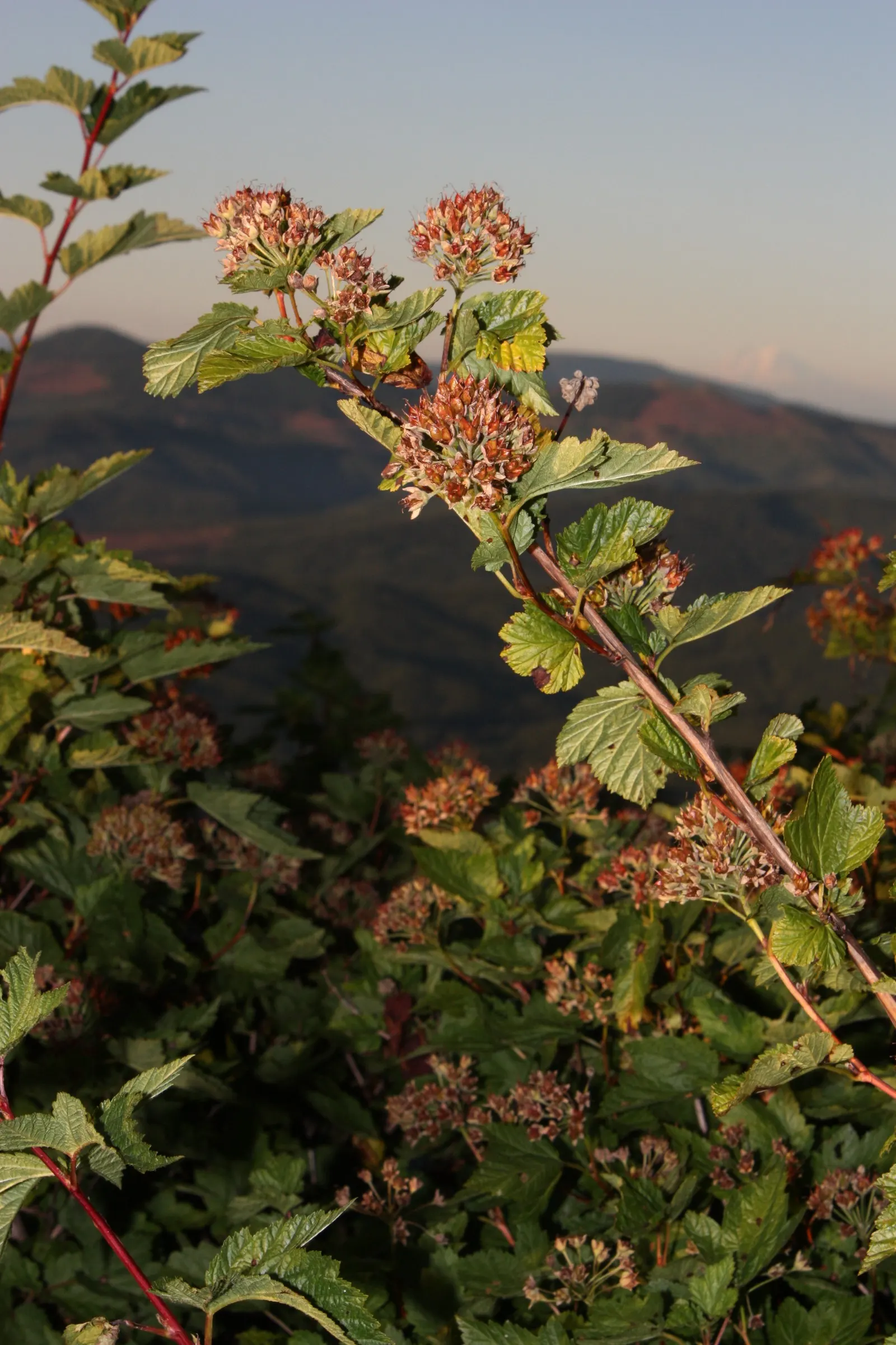 Ninebark (Physocarpus Capitatus) — Come fall, the foliage transforms into a vibrant palette of yellows and rich oranges