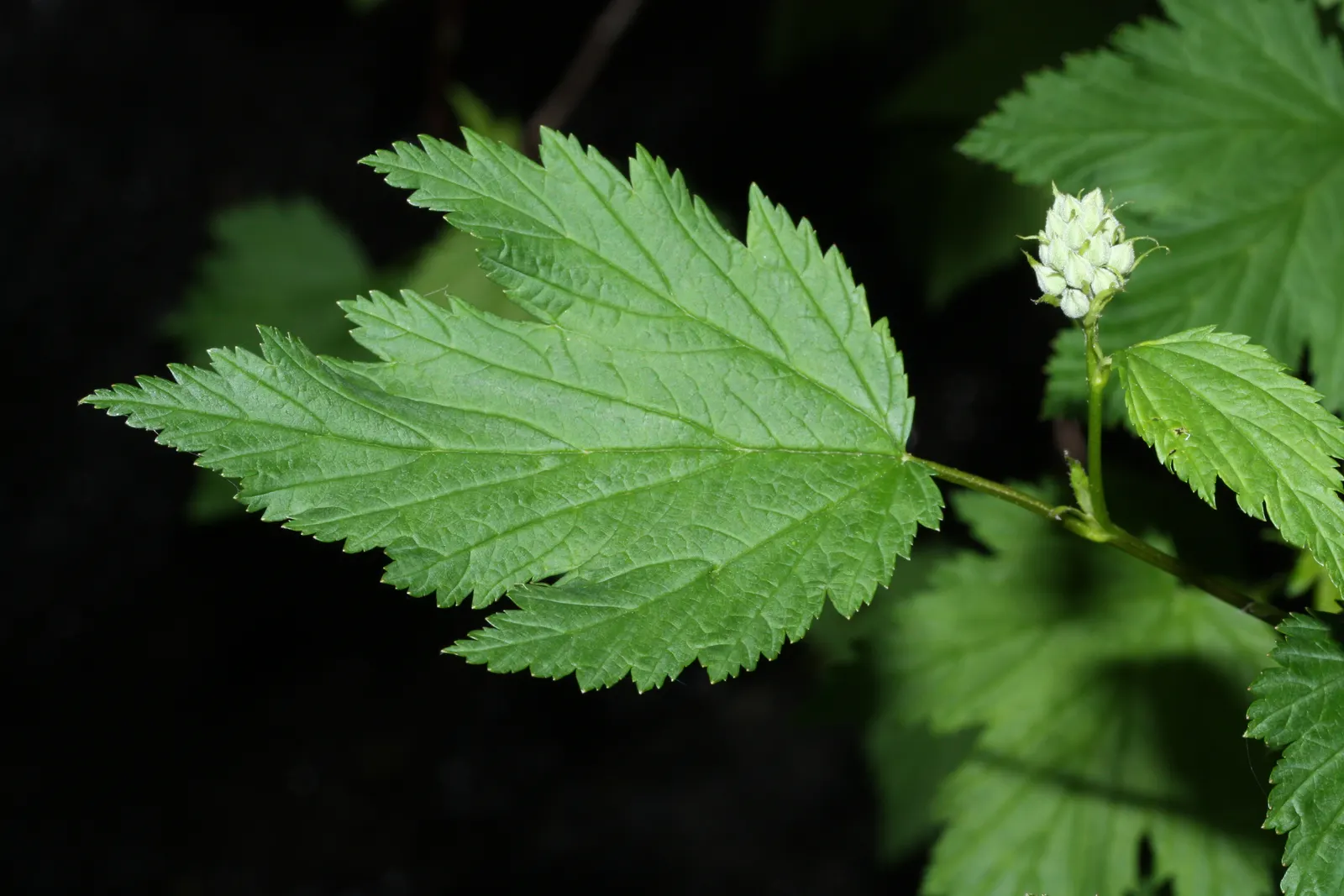 Ninebark (Physocarpus Capitatus) — white to pinkish blooms (approx