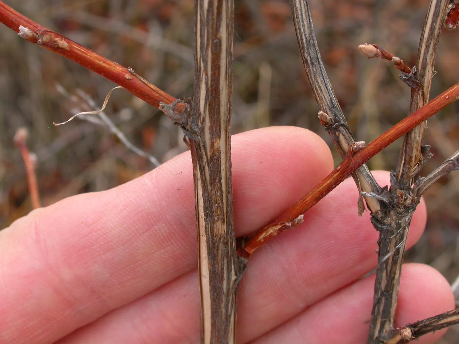 Ninebark (Physocarpus Capitatus) — making it an excellent choice for a diverse range of landscape designs; given the Ninebark's ability to withstand drought