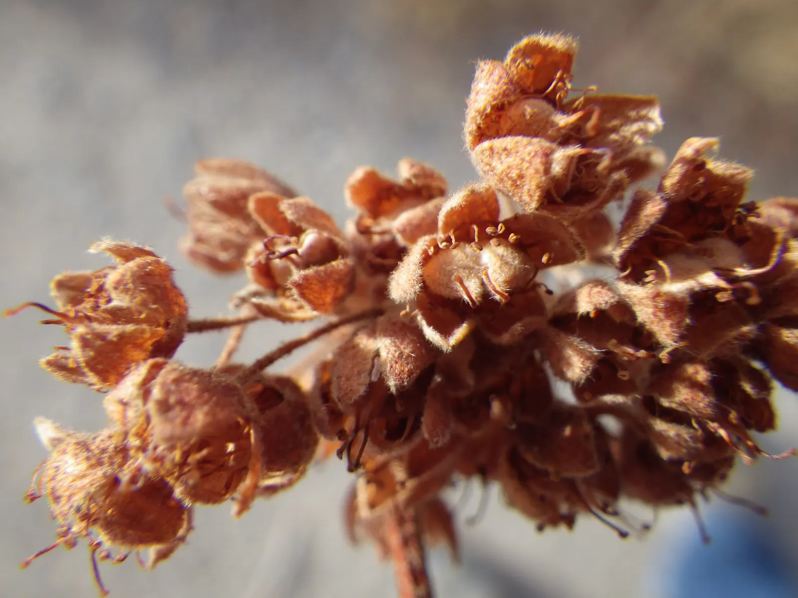 Ninebark (Physocarpus Capitatus) — and lobed leaves that turn golden in fall; given the Ninebark's ability to withstand drought and its, image 60