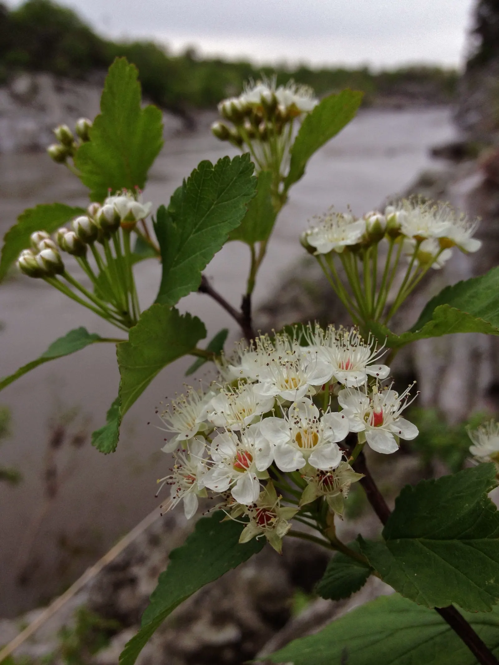 Ninebark (Physocarpus Capitatus) — developing to a dark purplish tone in some varieties