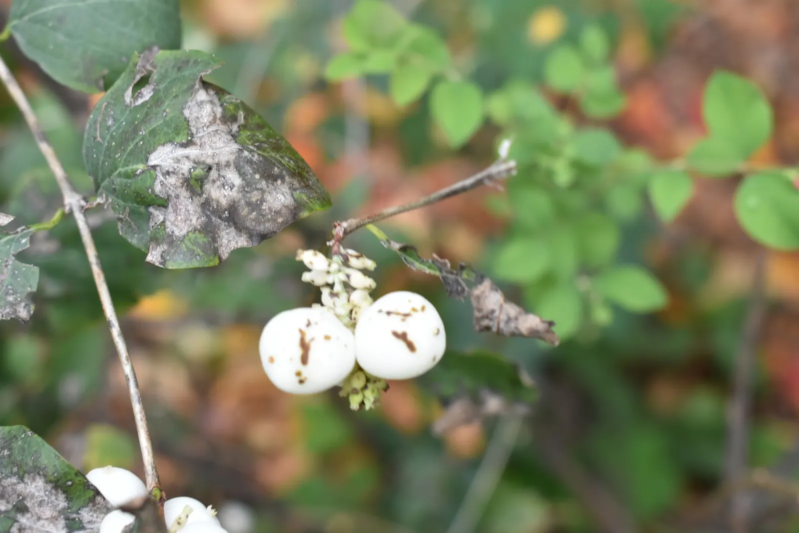 Ninebark (Physocarpus Capitatus) — making it an excellent choice for a diverse range of landscape designs