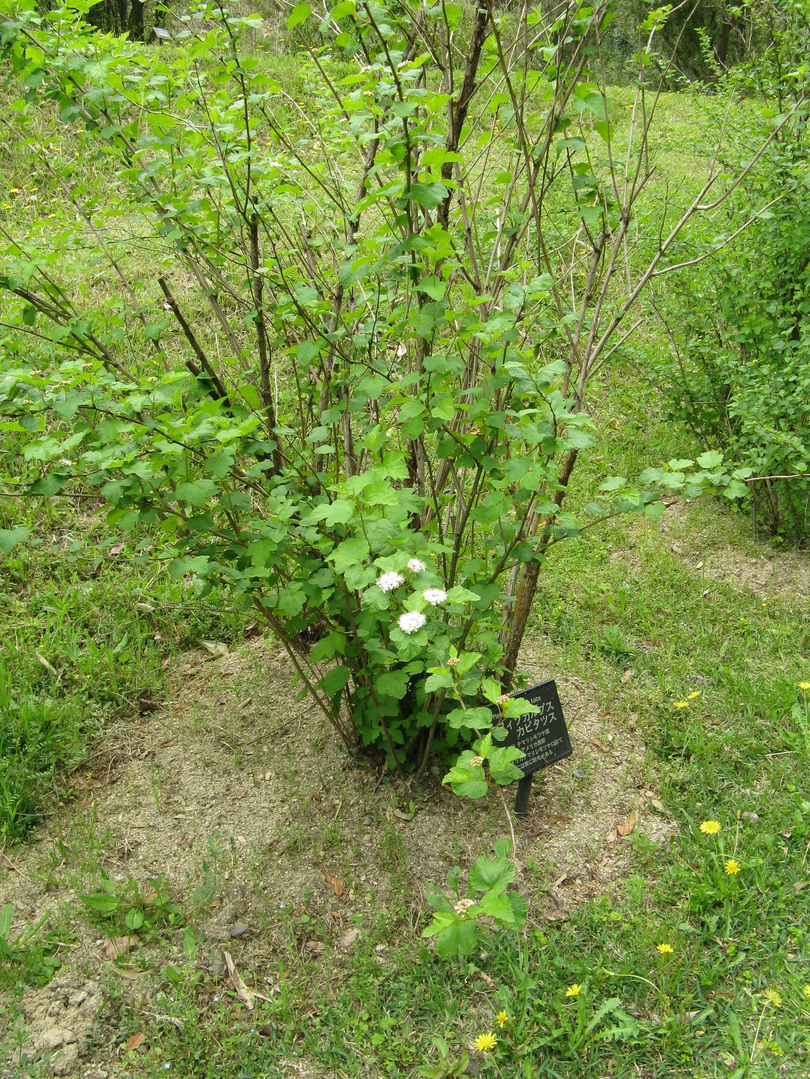 Ninebark (Physocarpus Capitatus) — Durable and low-maintenance, ninebark is perfect for adding structure to borders or naturescaping projects; and lobed leaves