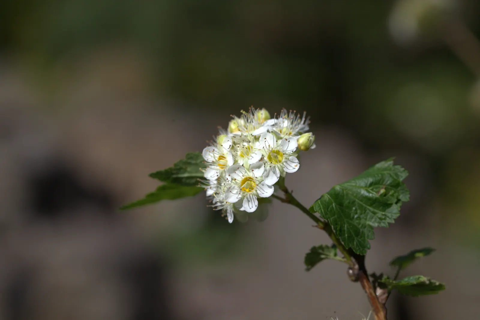 Ninebark (Physocarpus Capitatus) — Ninebark (Physocarpus capitatus) is a deciduous shrub thriving up to 8 feet tall with a similar spread; and, image 57