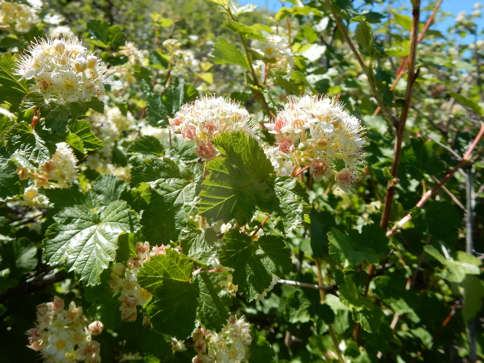 Ninebark (Physocarpus Capitatus) — cinnamon-brown inner bark