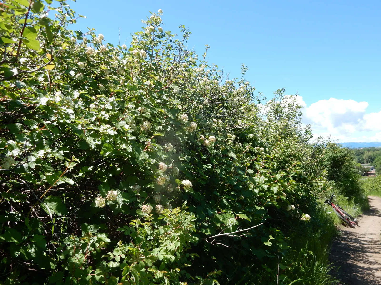 Ninebark (Physocarpus Capitatus) — as long as they are well-drained; and lobed leaves that turn golden in fall