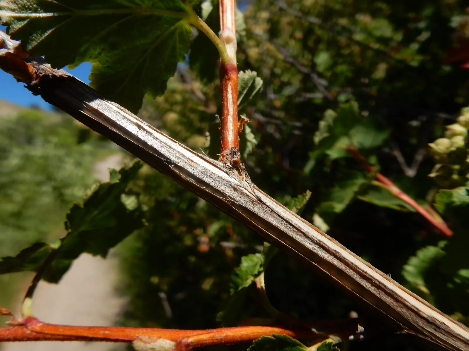 Ninebark (Physocarpus Capitatus) — Flourishes in zones 2-7, prefers full sun to partial shade, and tolerates a range of soil conditions; the plant's arching