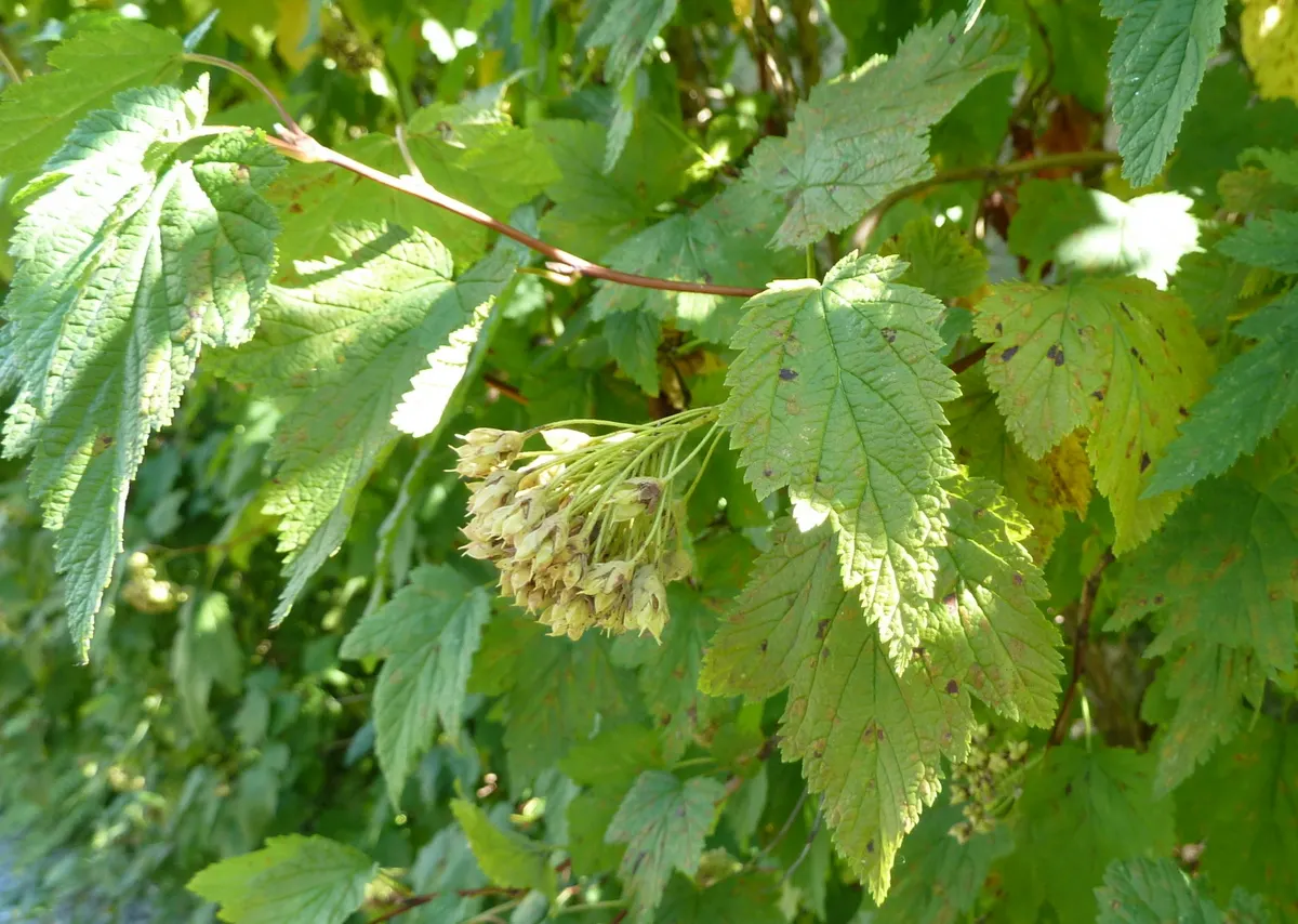 Ninebark (Physocarpus Capitatus) — cinnamon-brown inner bark; given the Ninebark's ability to withstand drought and its non-invasive nature