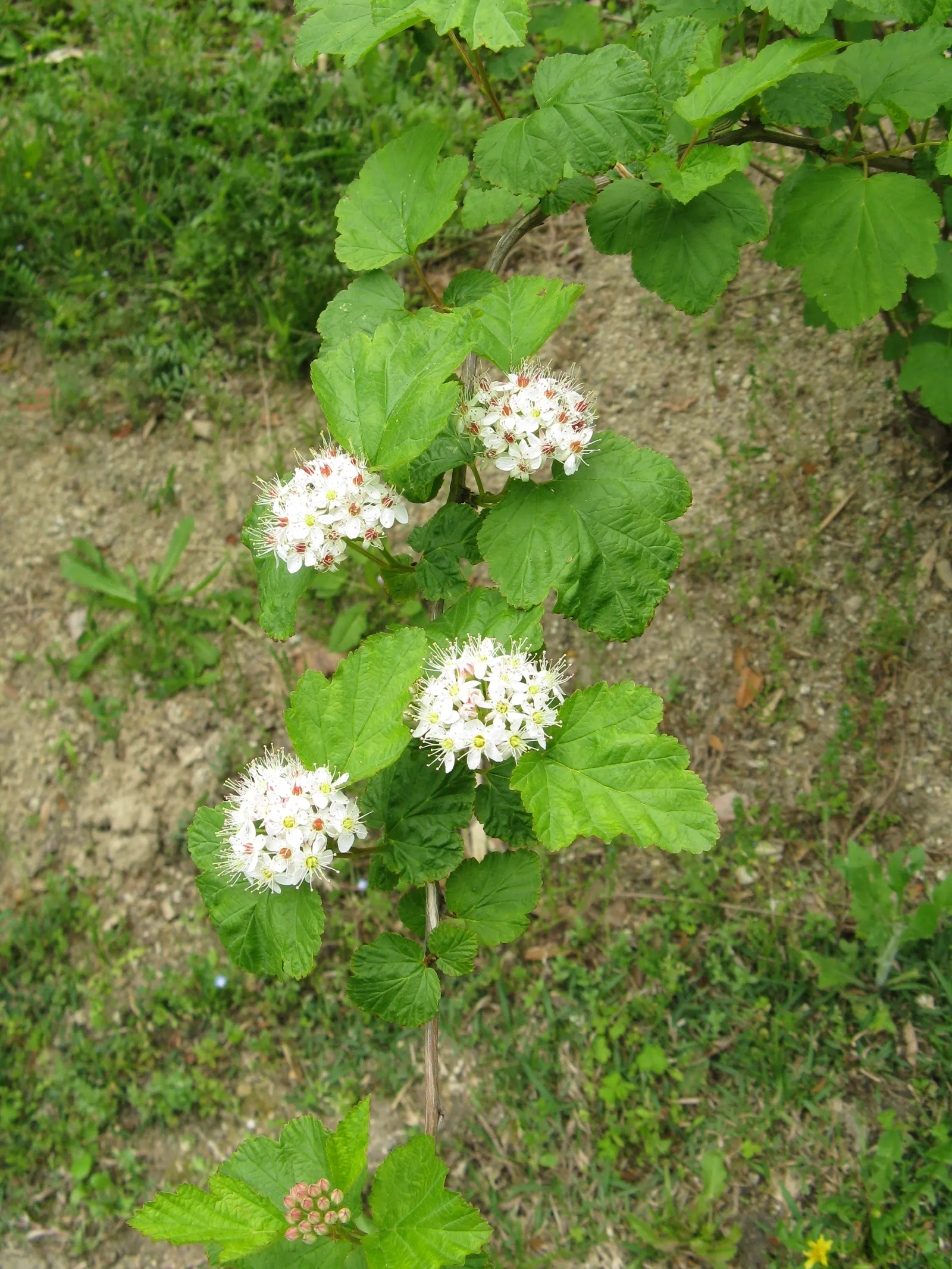 Ninebark (Physocarpus Capitatus) — It flaunts multi-season interest with a white-pinkish bloom in late spring; the plant's arching branches display an