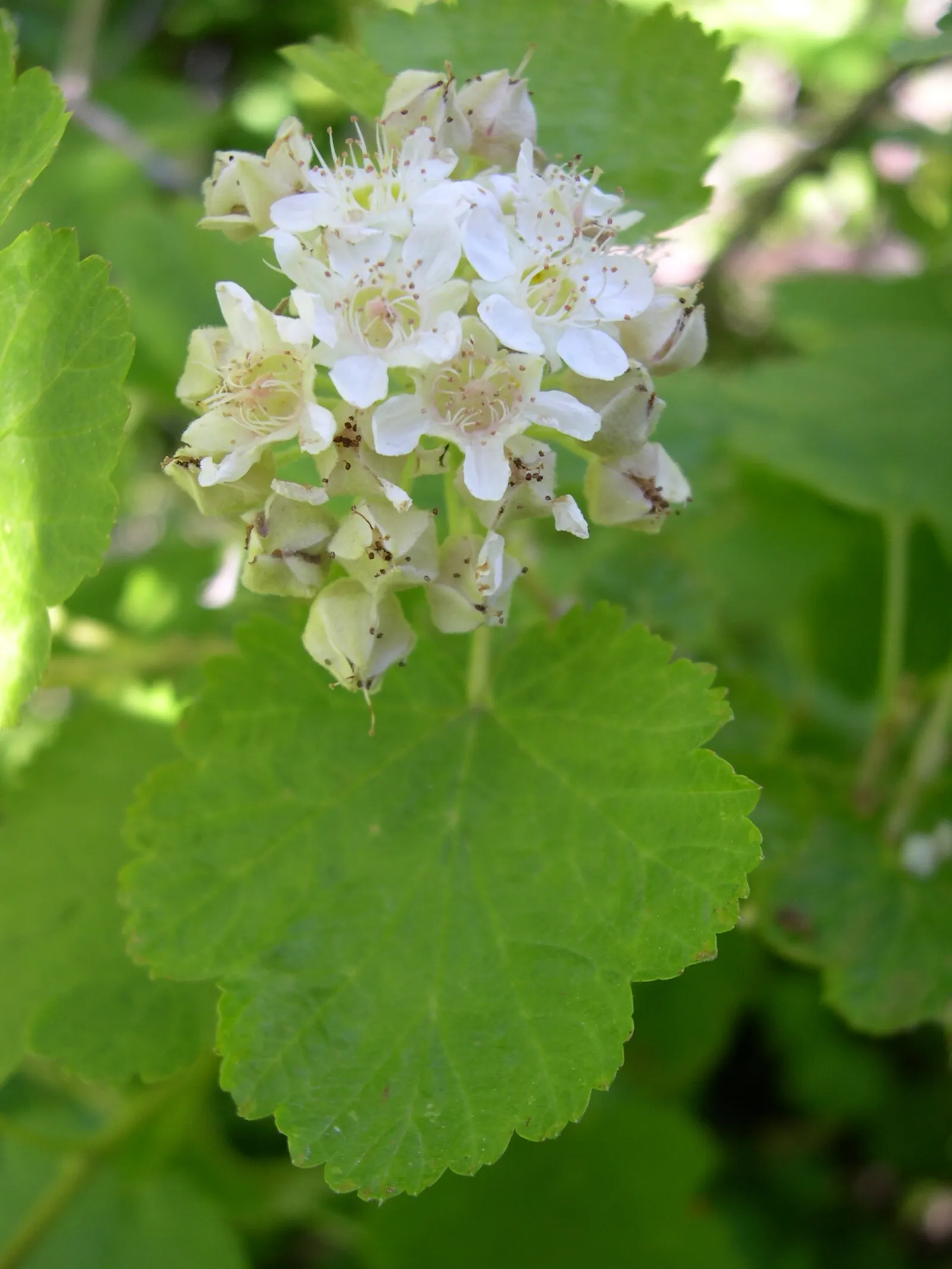 Ninebark (Physocarpus Capitatus) — Flourishes in zones 2-7, prefers full sun to partial shade, and tolerates a range of soil conditions