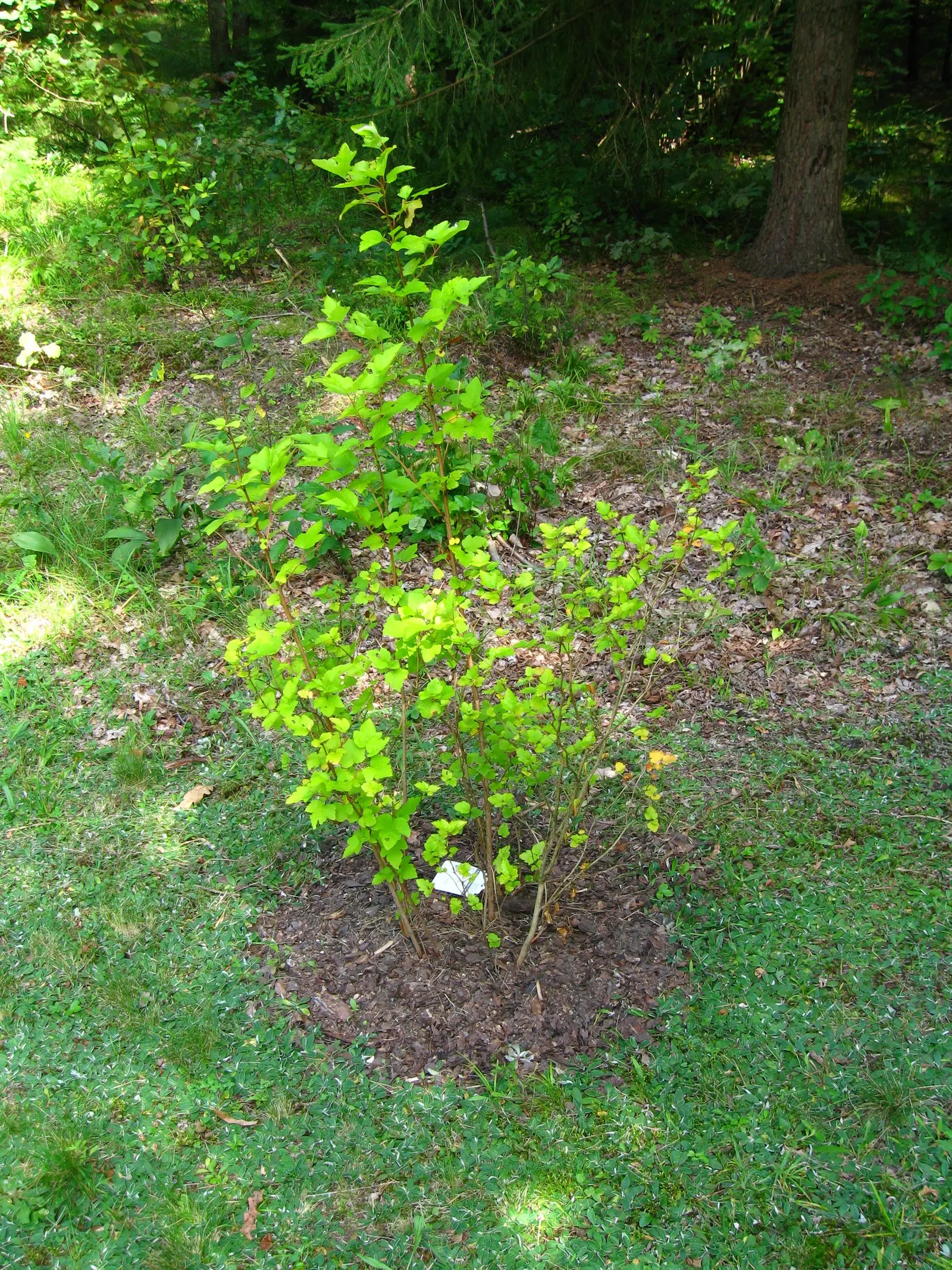 Ninebark (Physocarpus Capitatus) — Ninebark (Physocarpus capitatus) is a deciduous shrub thriving up to 8 feet tall with a similar spread; and lobed leaves