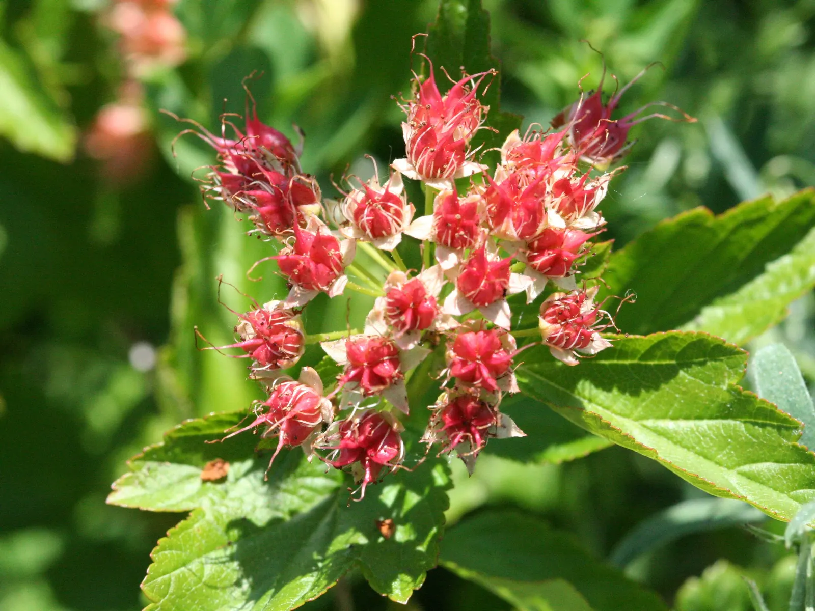 Ninebark (Physocarpus Capitatus) — the shrub produces reddish seed capsules that provide food for birds.<br><br>For optimal vigor
