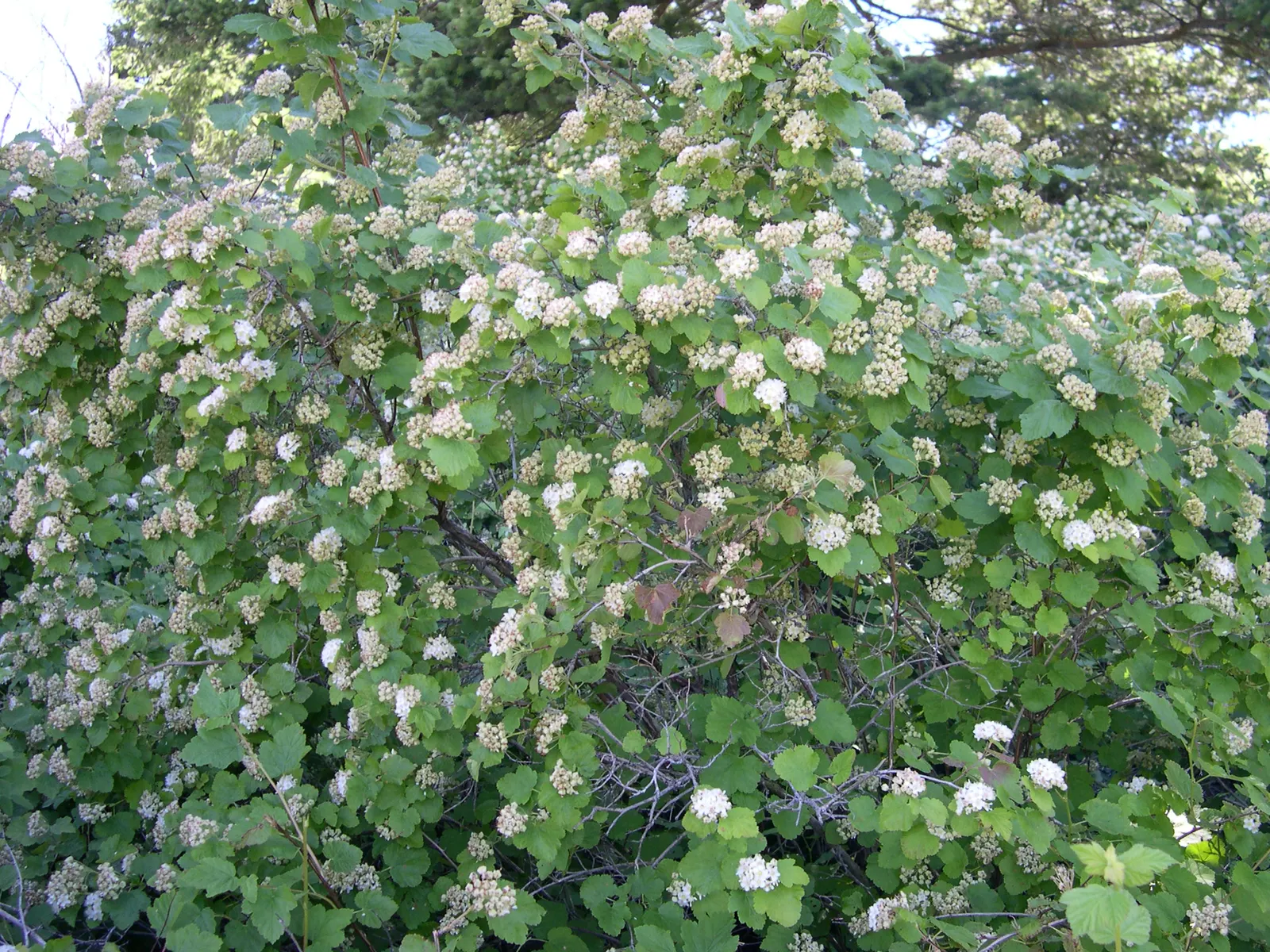 Ninebark (Physocarpus Capitatus) — developing to a dark purplish tone in some varieties; and lobed leaves that turn golden in fall