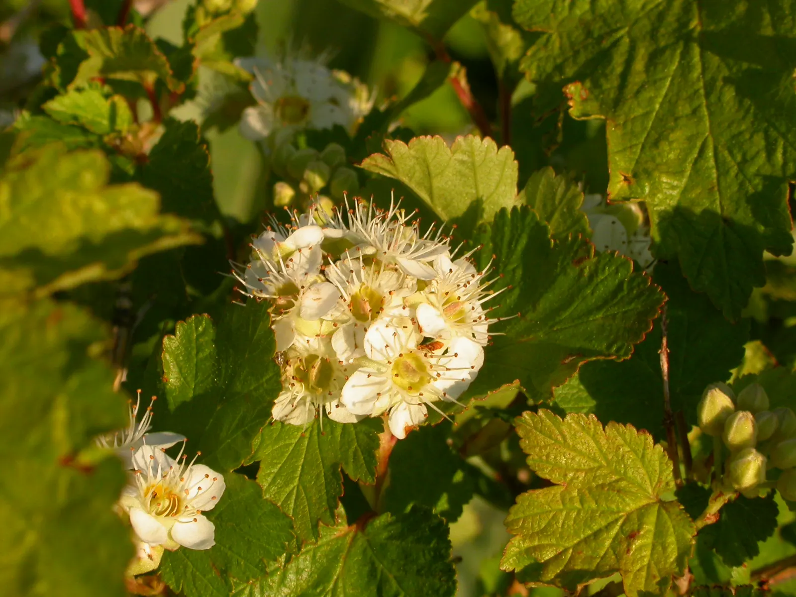 Ninebark (Physocarpus Capitatus) — and lobed leaves that turn golden in fall