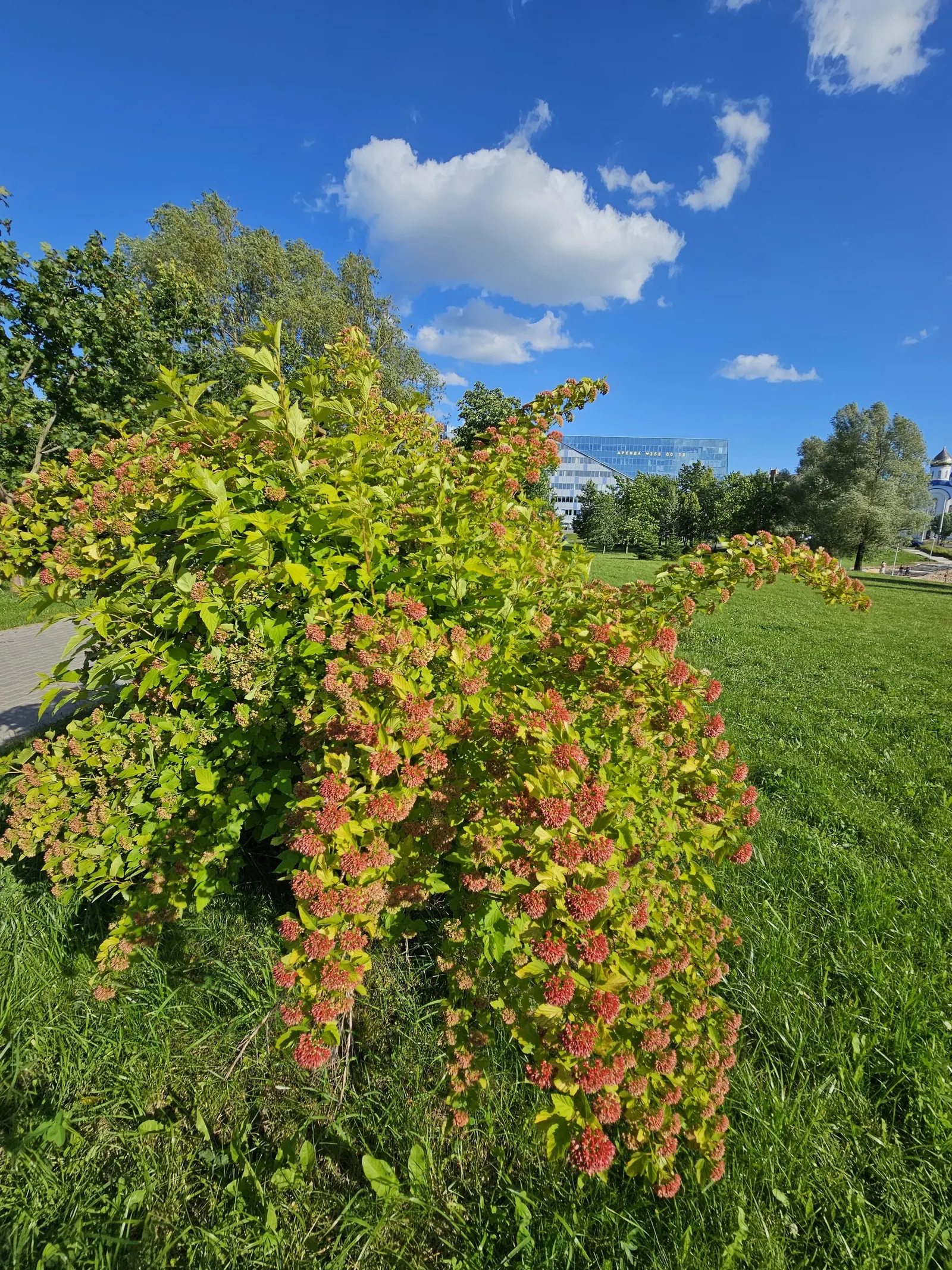Ninebark (Physocarpus Capitatus) — Given the Ninebark's ability to withstand drought and its non-invasive nature