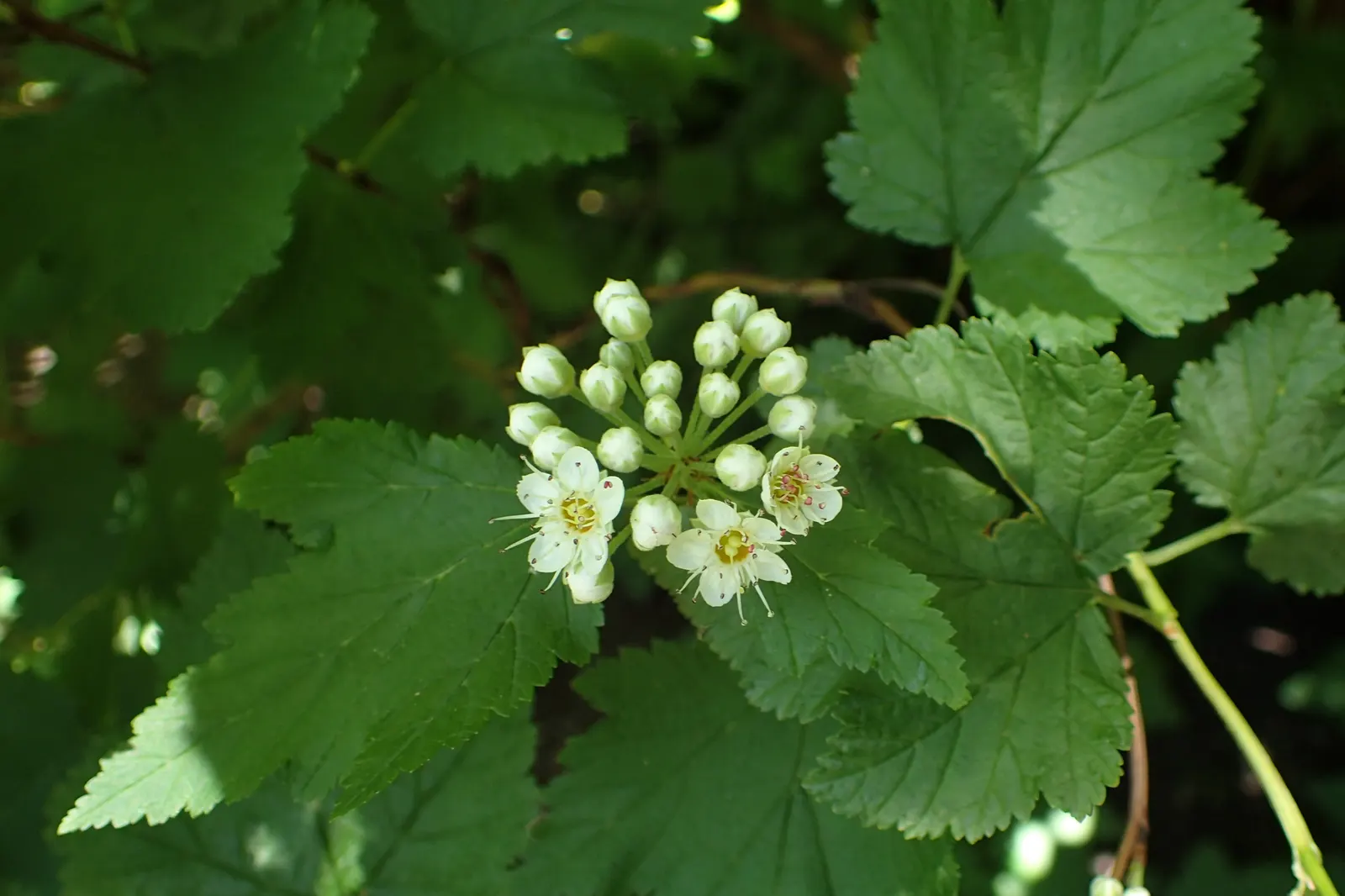 Ninebark (Physocarpus Capitatus) — and lobed leaves that turn golden in fall; given the Ninebark's ability to withstand drought and its non-invasive nature