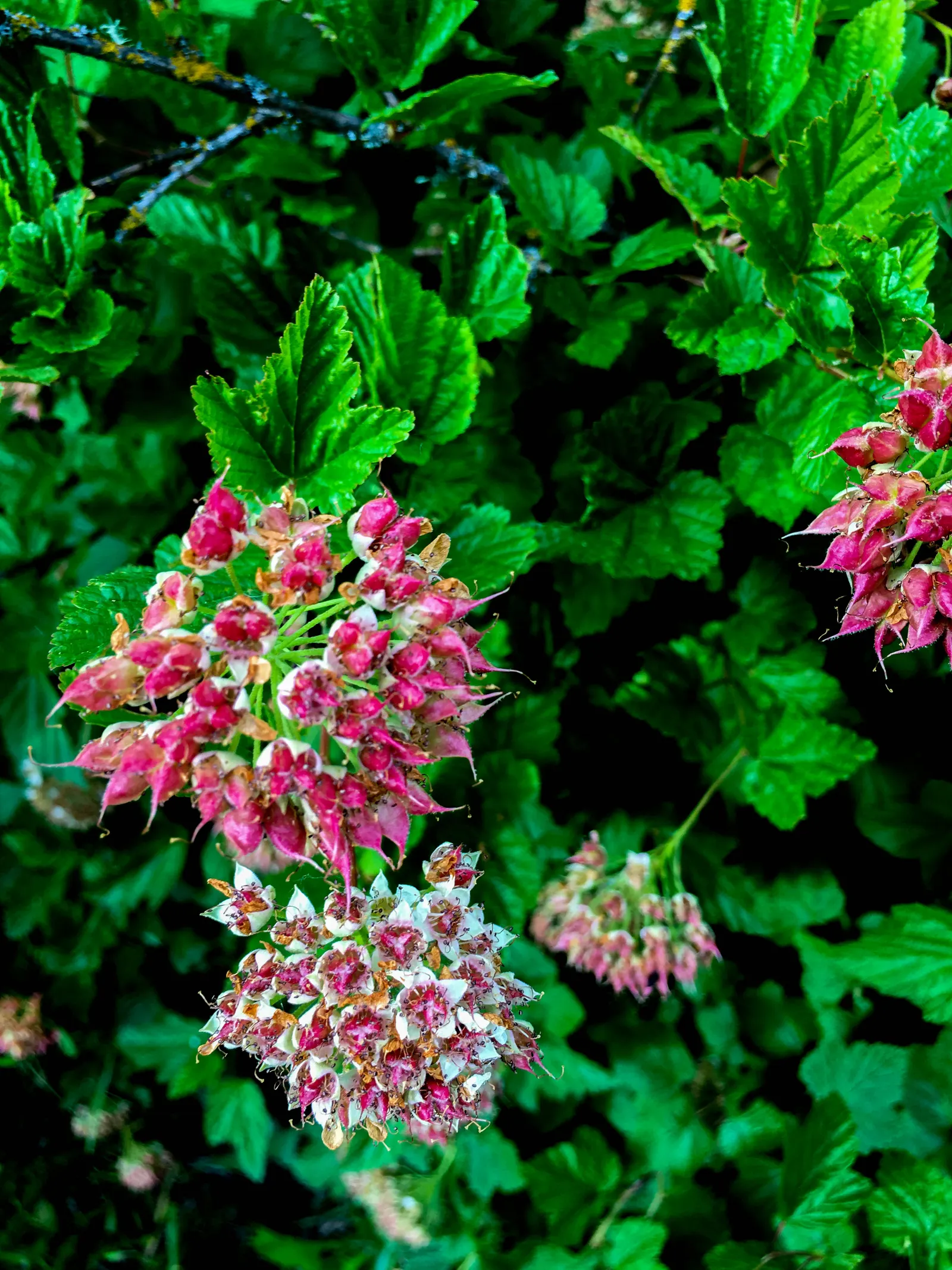 Ninebark (Physocarpus Capitatus) — Come fall, the foliage transforms into a vibrant palette of yellows and rich oranges; the plant's arching branches display