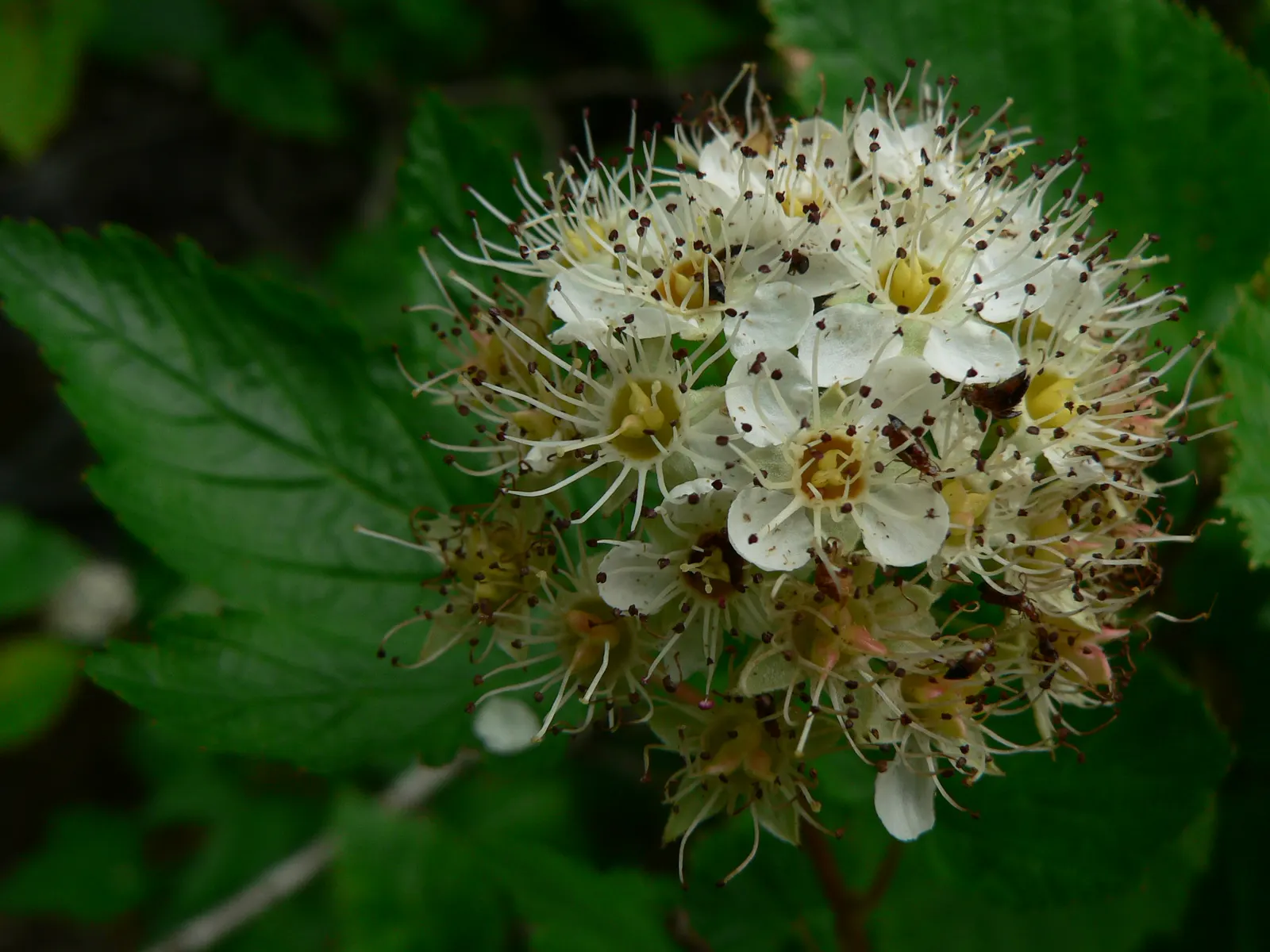 Ninebark (Physocarpus Capitatus) — though size can vary by cultivar