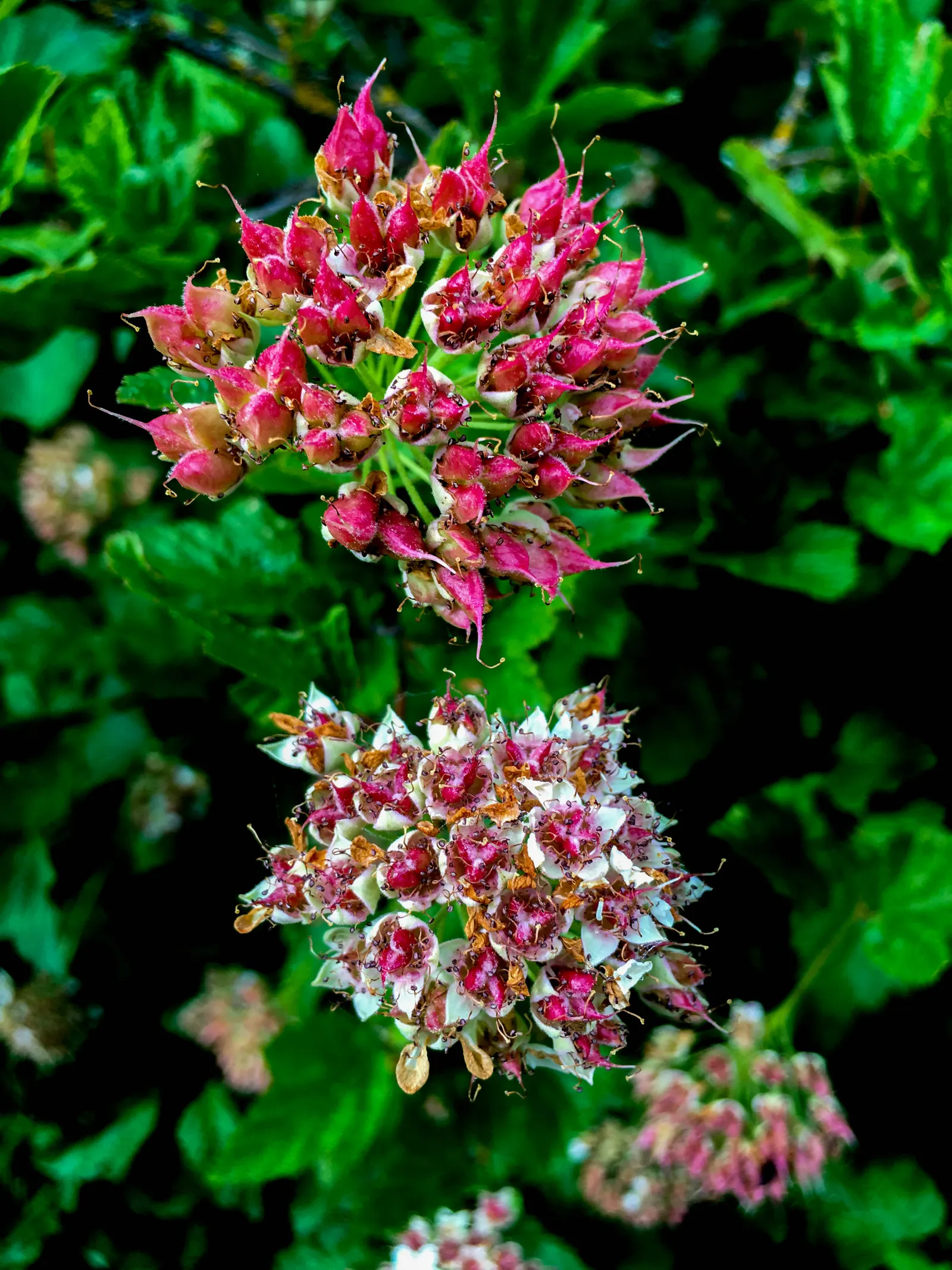 Ninebark (Physocarpus Capitatus) — Given the Ninebark's ability to withstand drought and its non-invasive nature; and lobed leaves that turn golden in fall