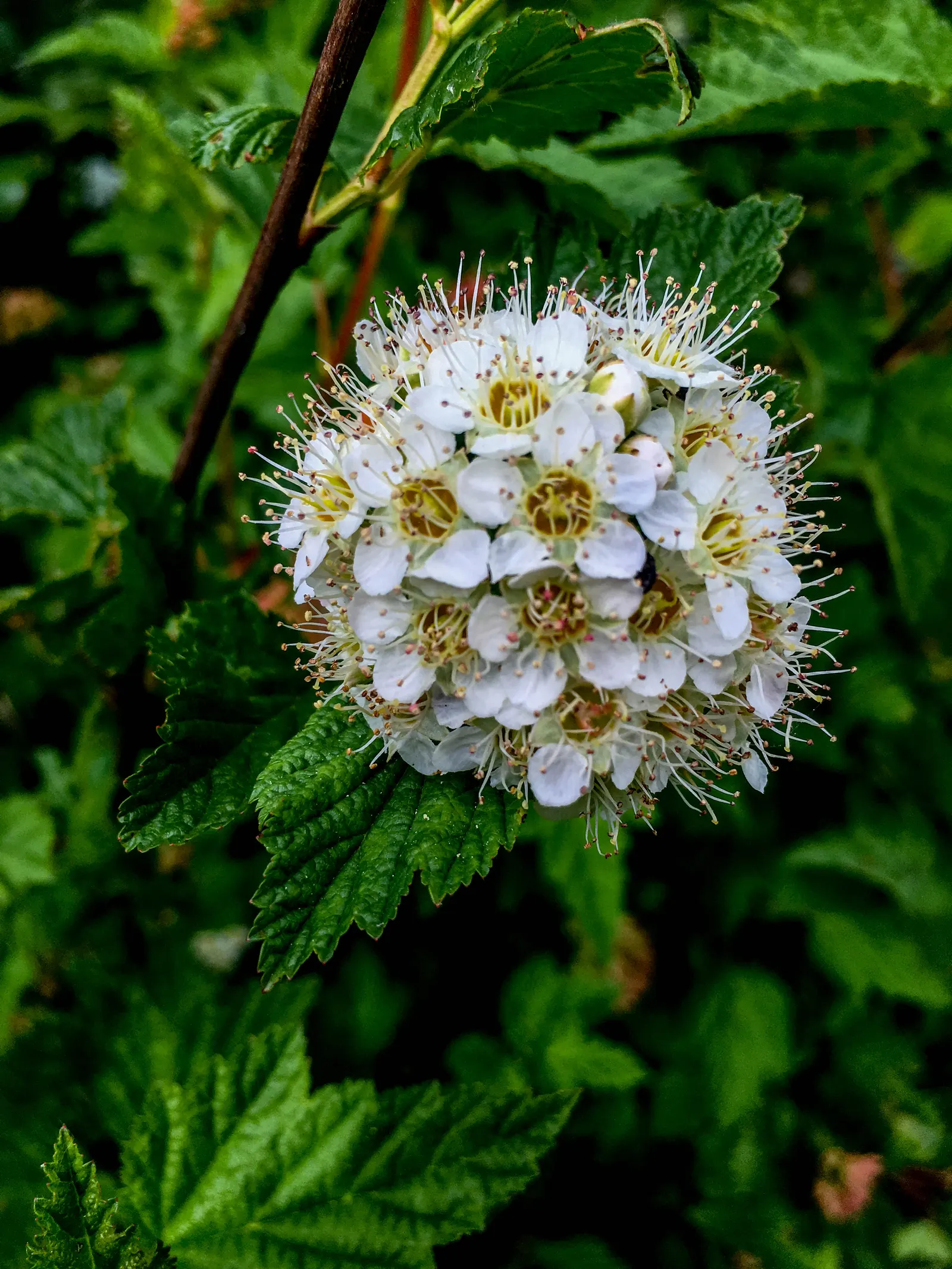 Ninebark (Physocarpus Capitatus) — This North American native typically reaches heights of 6 to 10 feet with a similar spread; and lobed leaves that turn
