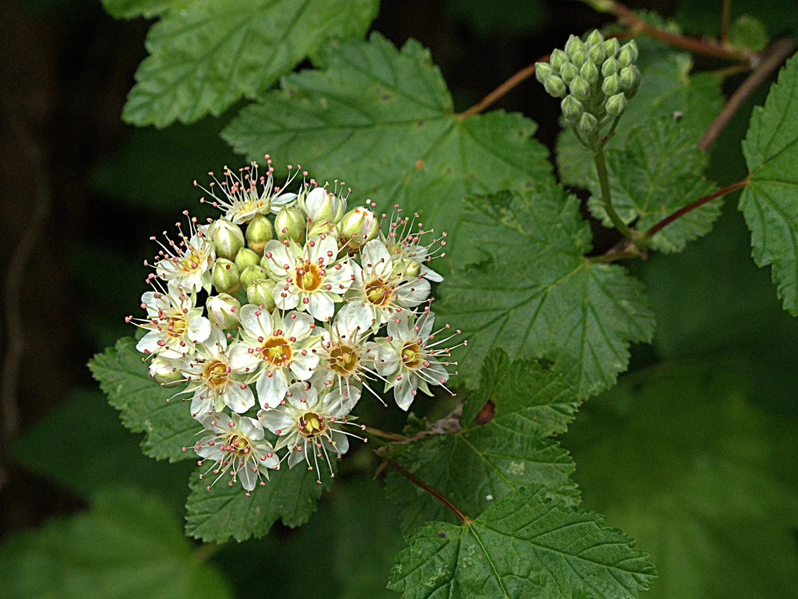 Ninebark (Physocarpus Capitatus) — 1/4 inch in diameter) that are a beacon for pollinators