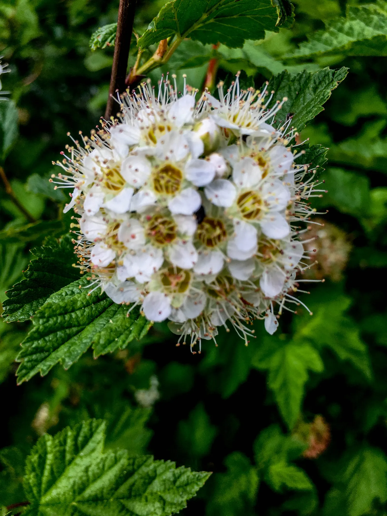 Ninebark (Physocarpus Capitatus) — It flaunts multi-season interest with a white-pinkish bloom in late spring