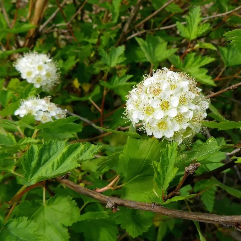 Ninebark (Physocarpus Capitatus) — shrub with pink and white blooms; 1/4 inch in diameter) that are a beacon for pollinators