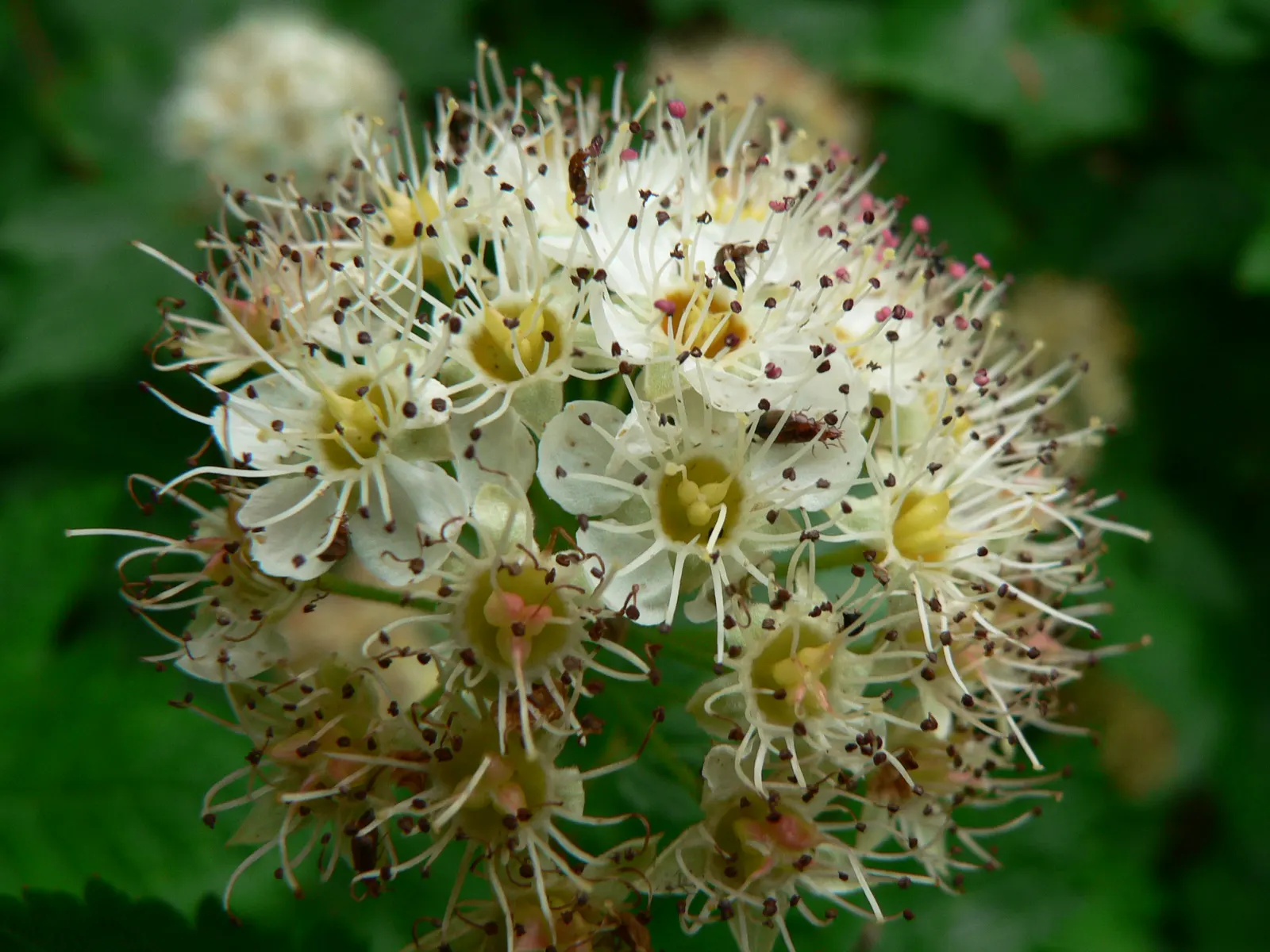 Ninebark (Physocarpus Capitatus) — deciduous shrub known for its ornamental appeal and adaptability