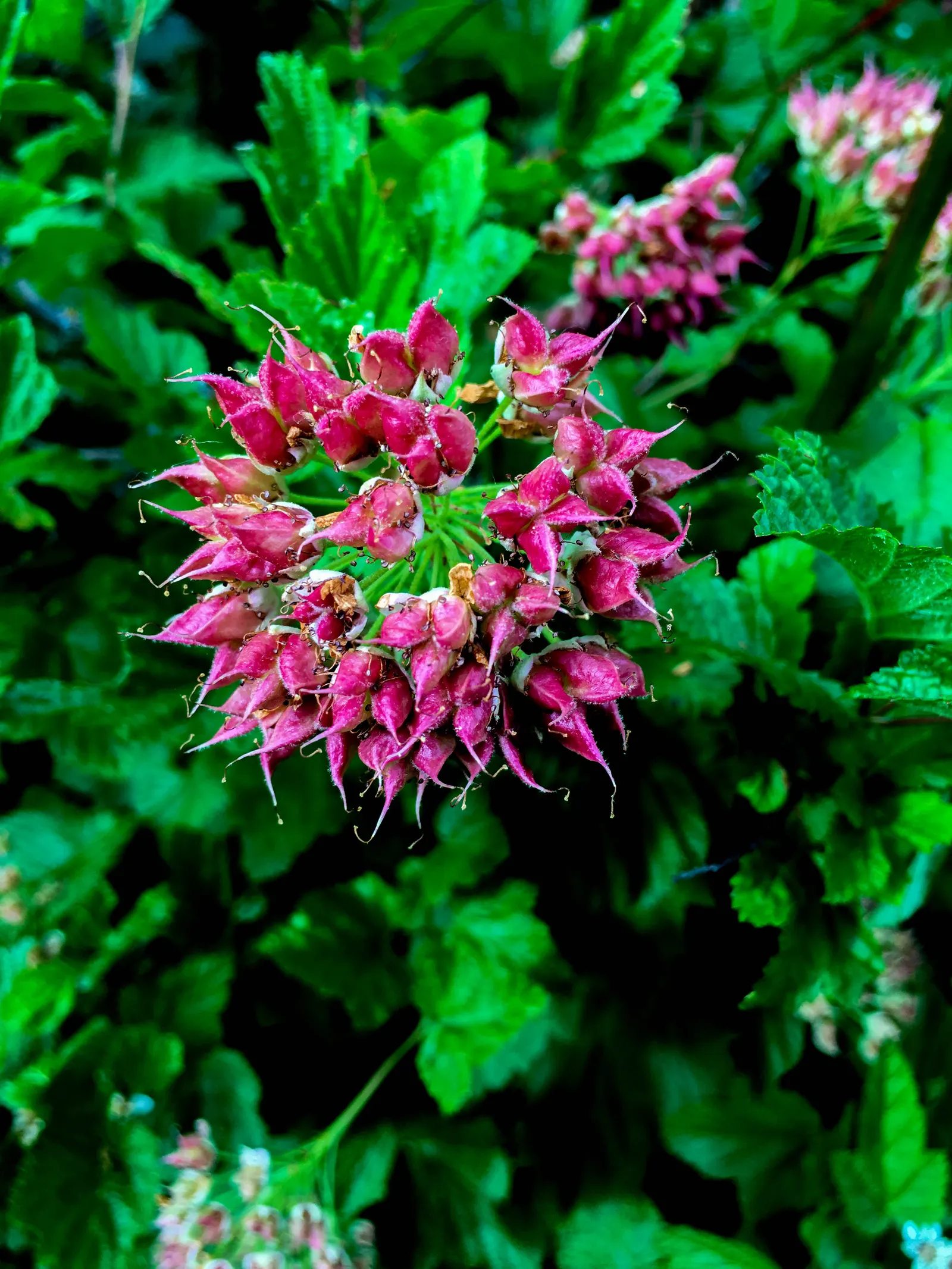 Ninebark (Physocarpus Capitatus) — This plant is hardy in USDA zones 2 to 8 and is resistant to most pests and diseases; the plant's arching branches display