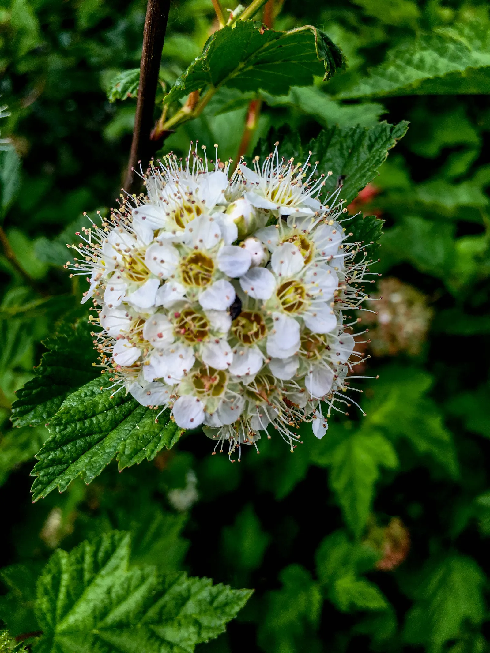 Ninebark (Physocarpus Capitatus) — The plant's arching branches display an exfoliating bark that peels away in strips to reveal a rich; 1/4 inch in diameter)